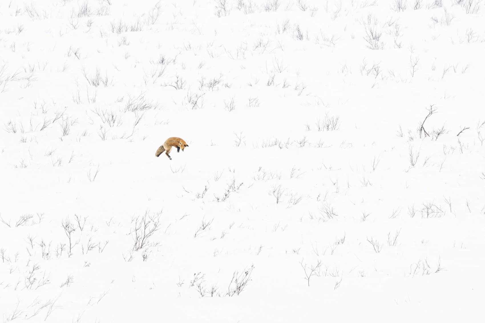 Red Fox hunting in habitat.jpg