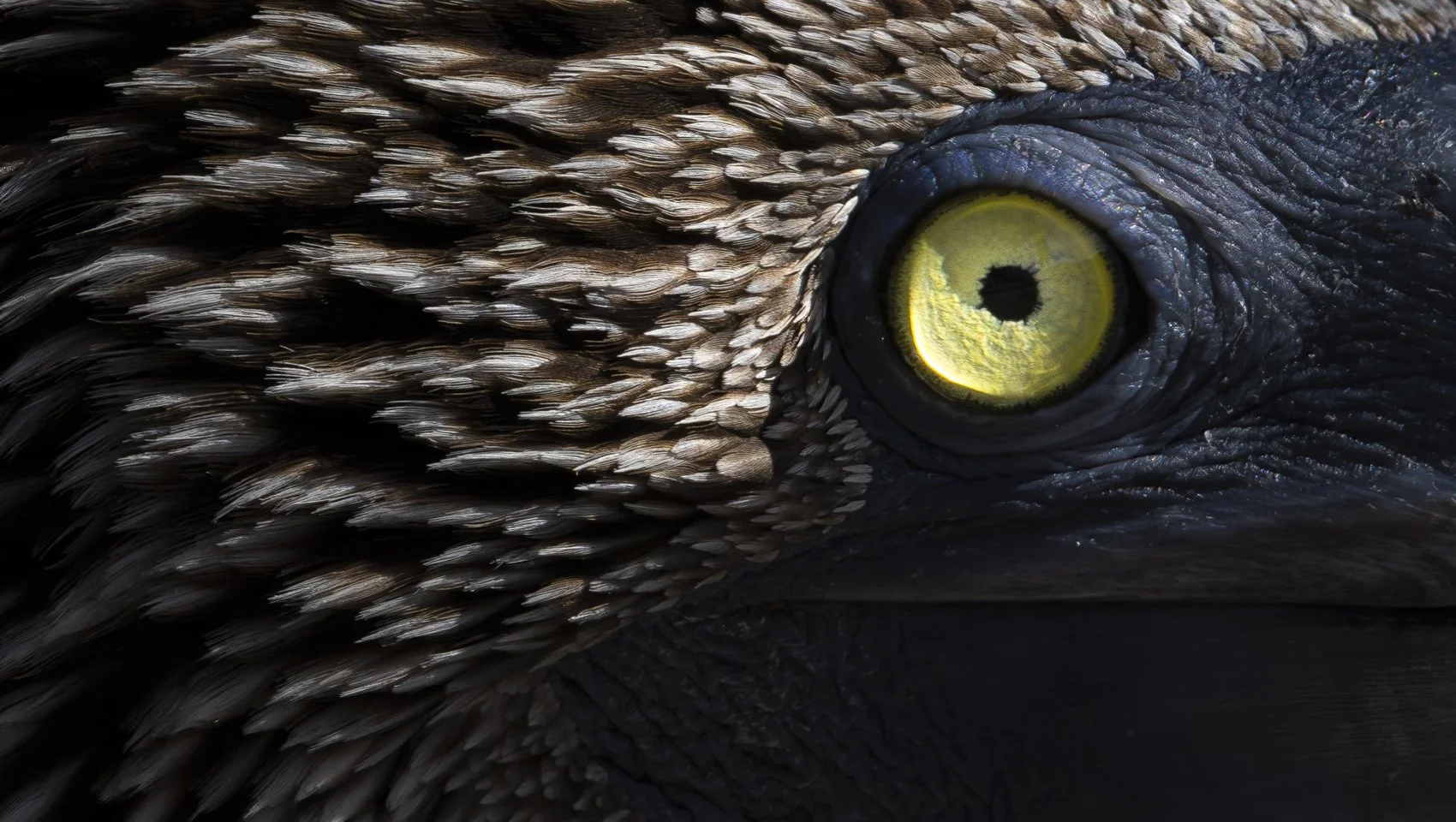 _S1A9835-Enhanced-NR copy.jpg