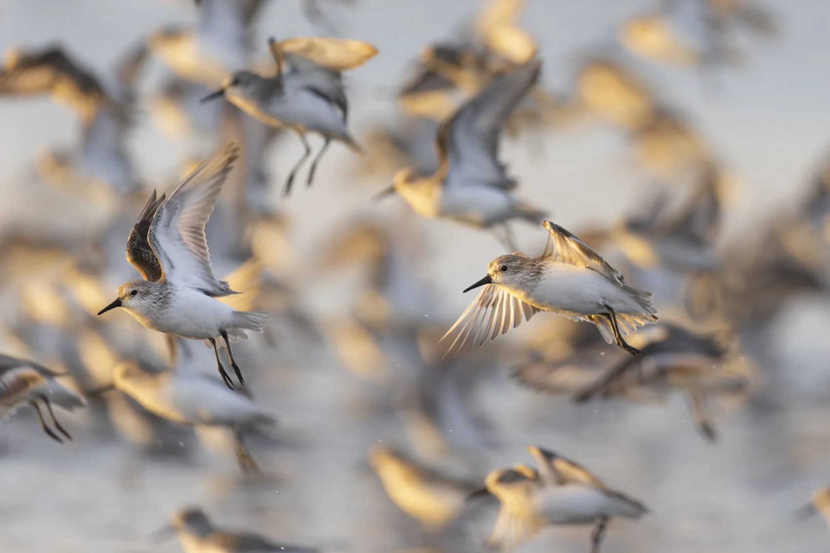 Western Sandpipers uncropped.jpg