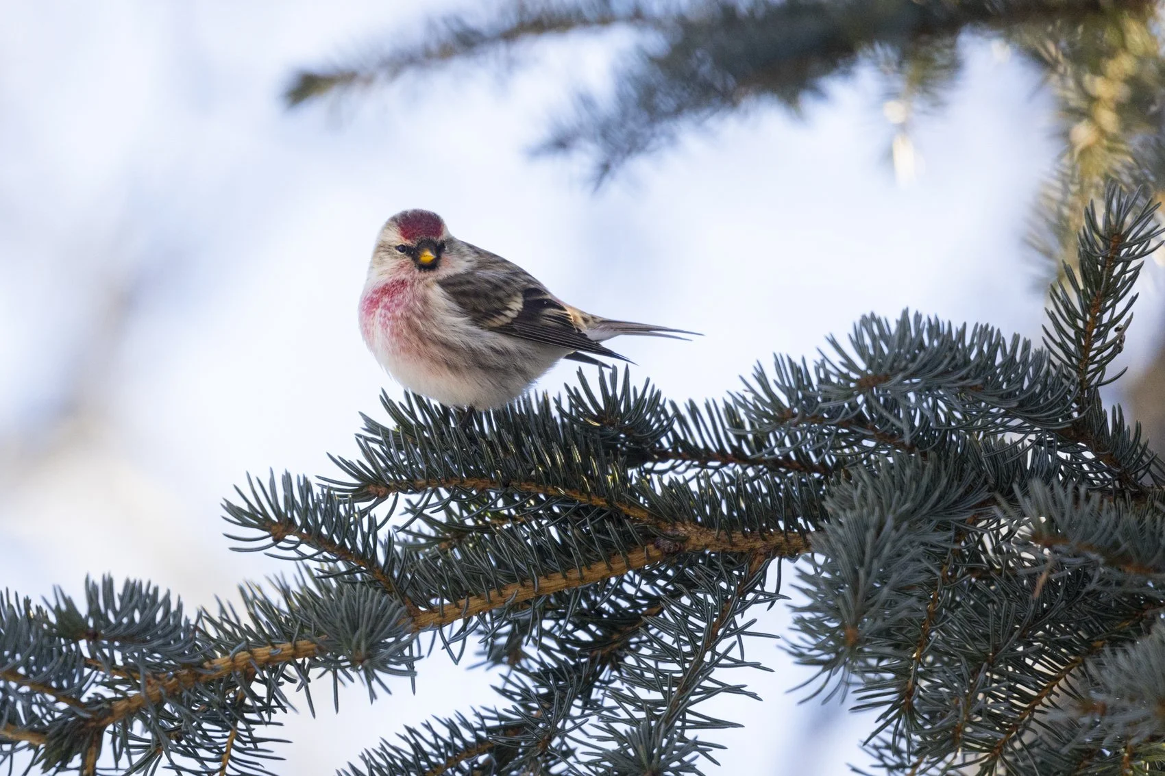 Common Redpoll (1)_Liron Gertsman.jpg