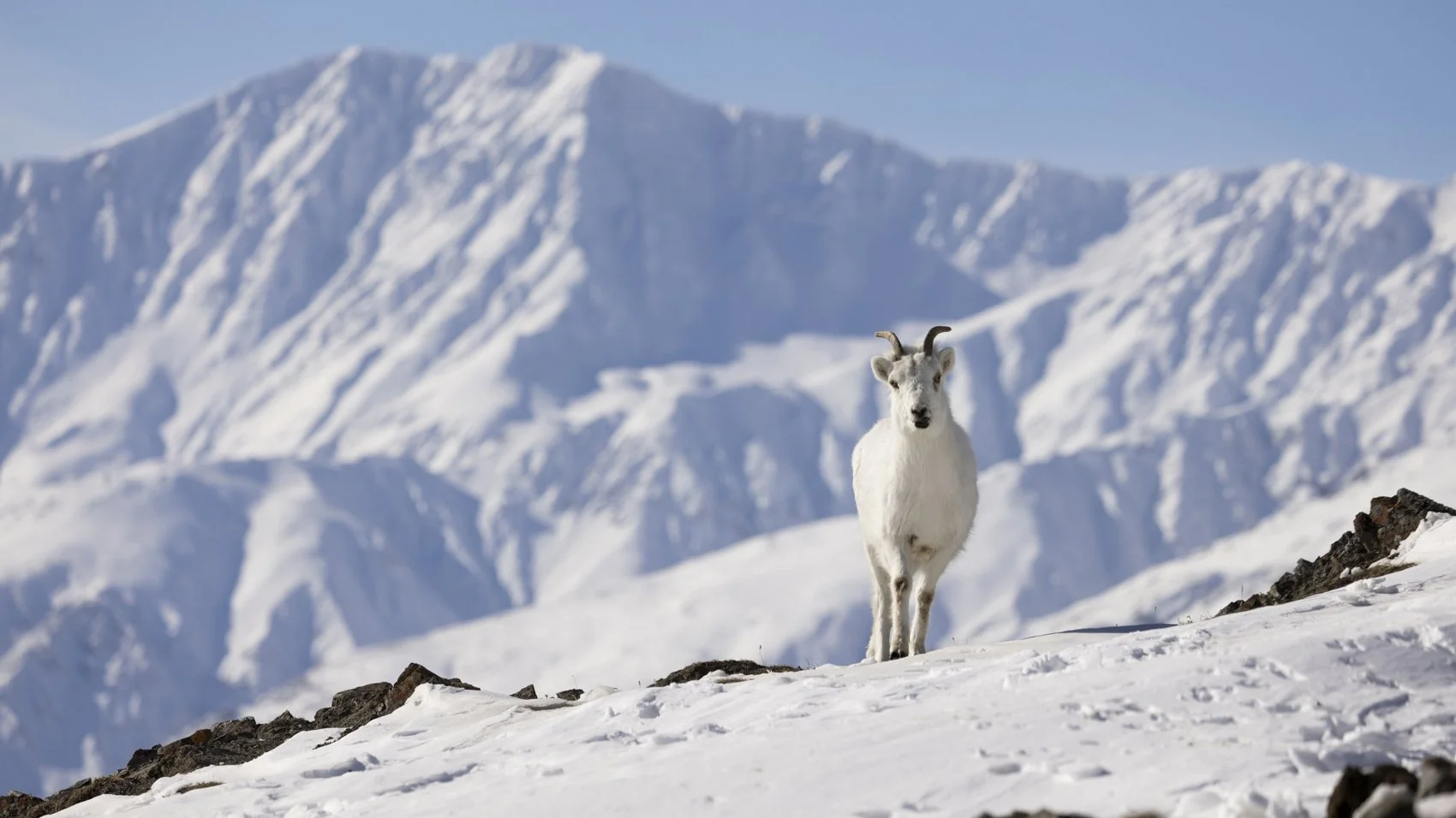 Dall's sheep.jpg