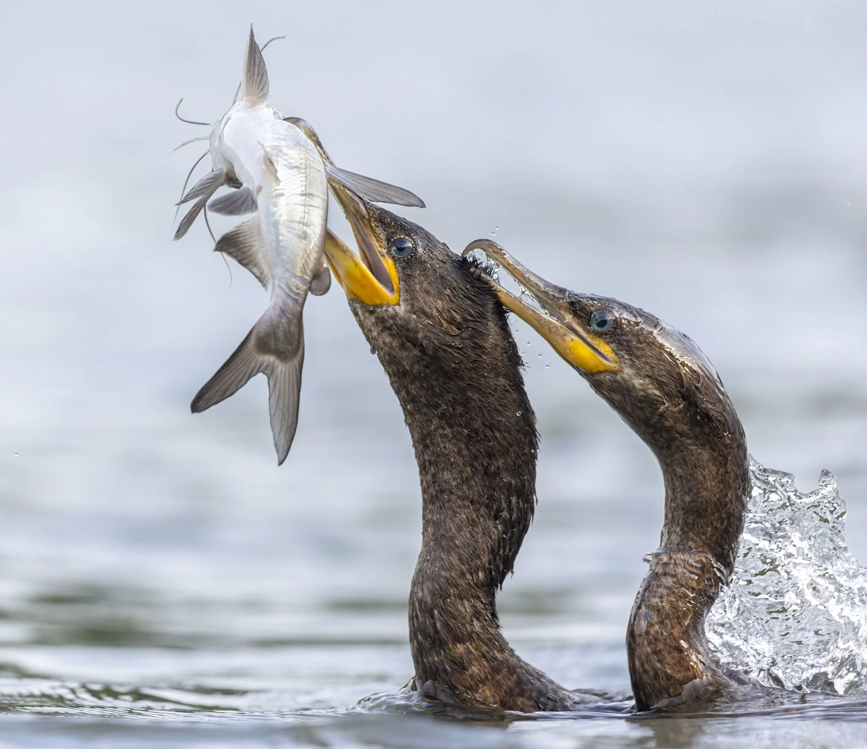 Neotropic Cormorants.jpg
