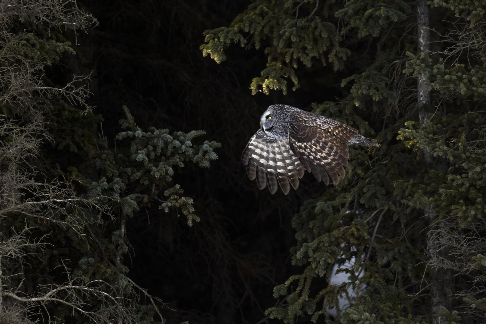 Great Grey Owl (1)_Liron Gertsman.jpg