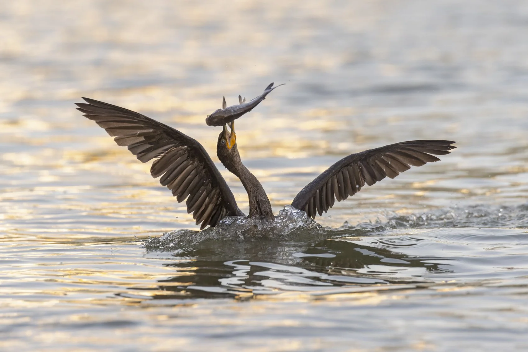 Neotropic Cormorant.jpg