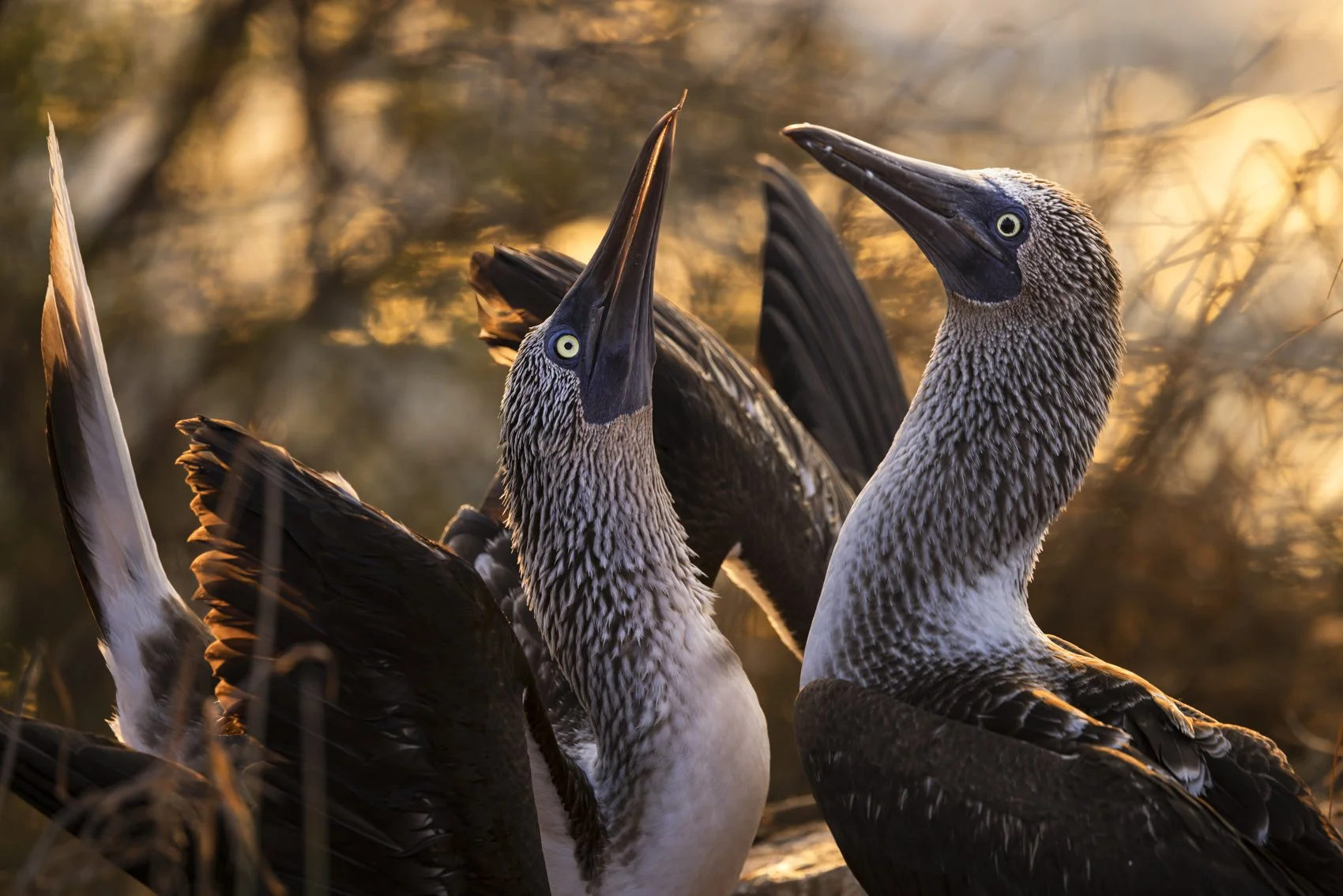 BLue-footed Boobies_photo contest edit uncropped.jpg