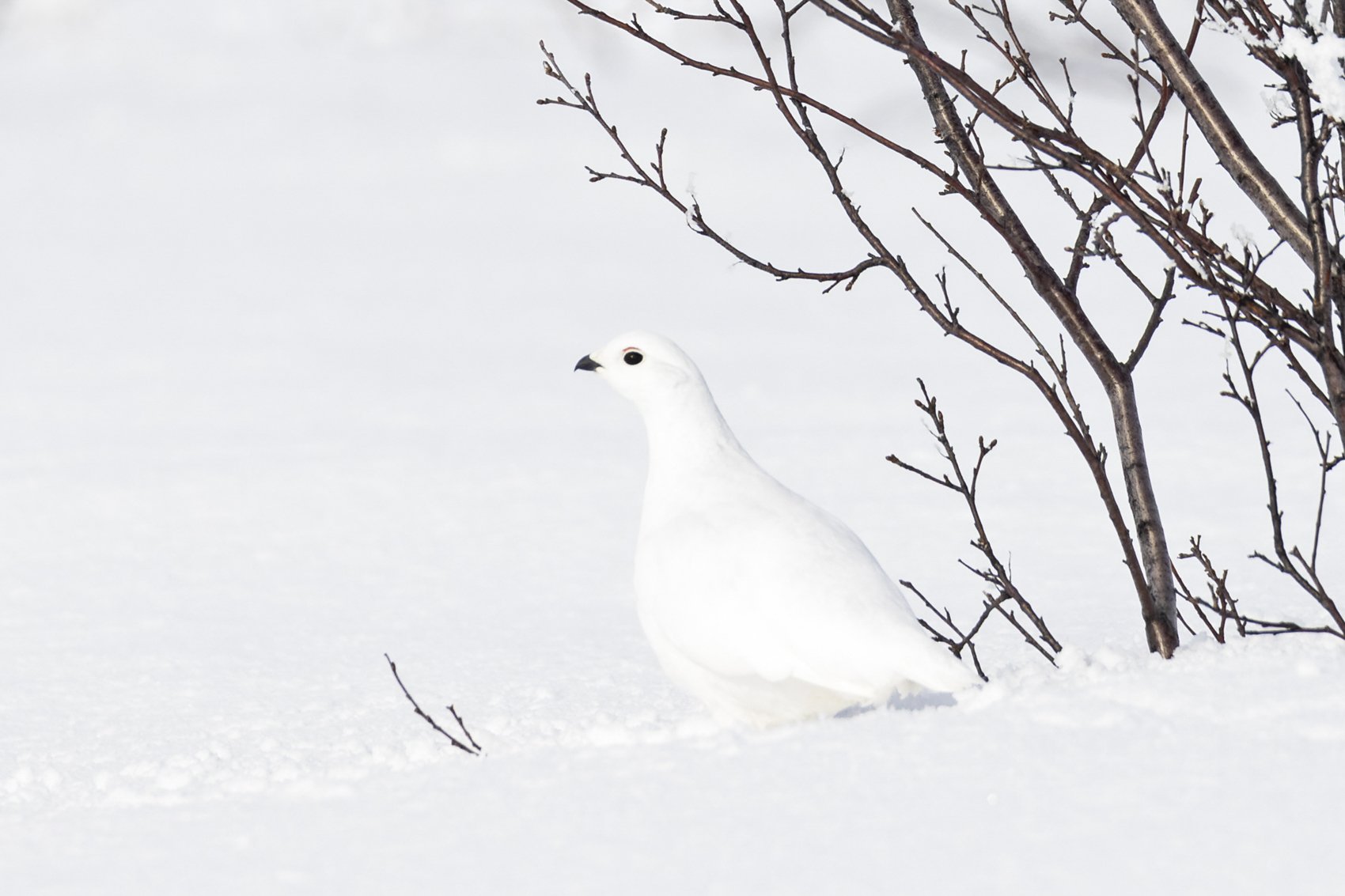 Willow Ptarmigan_Liron Gertsman.jpg