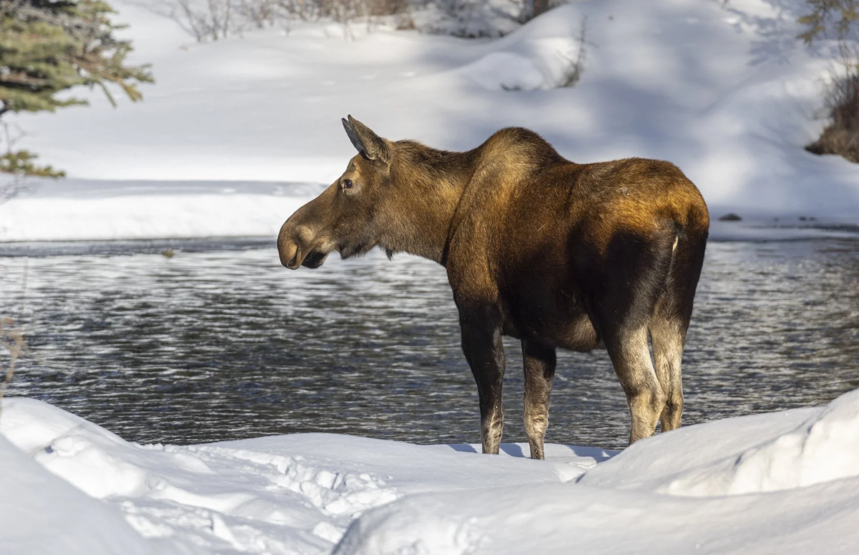 Moose_Liron Gertsman.jpg