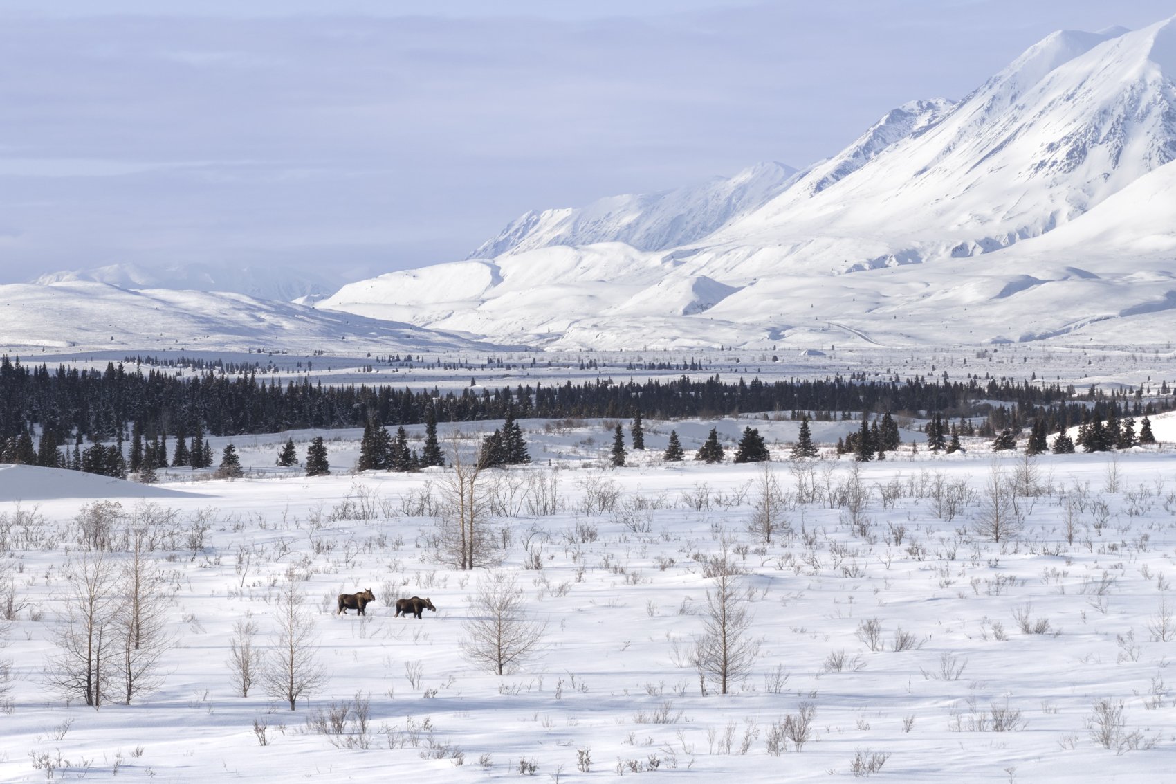 moose in landscape.jpg