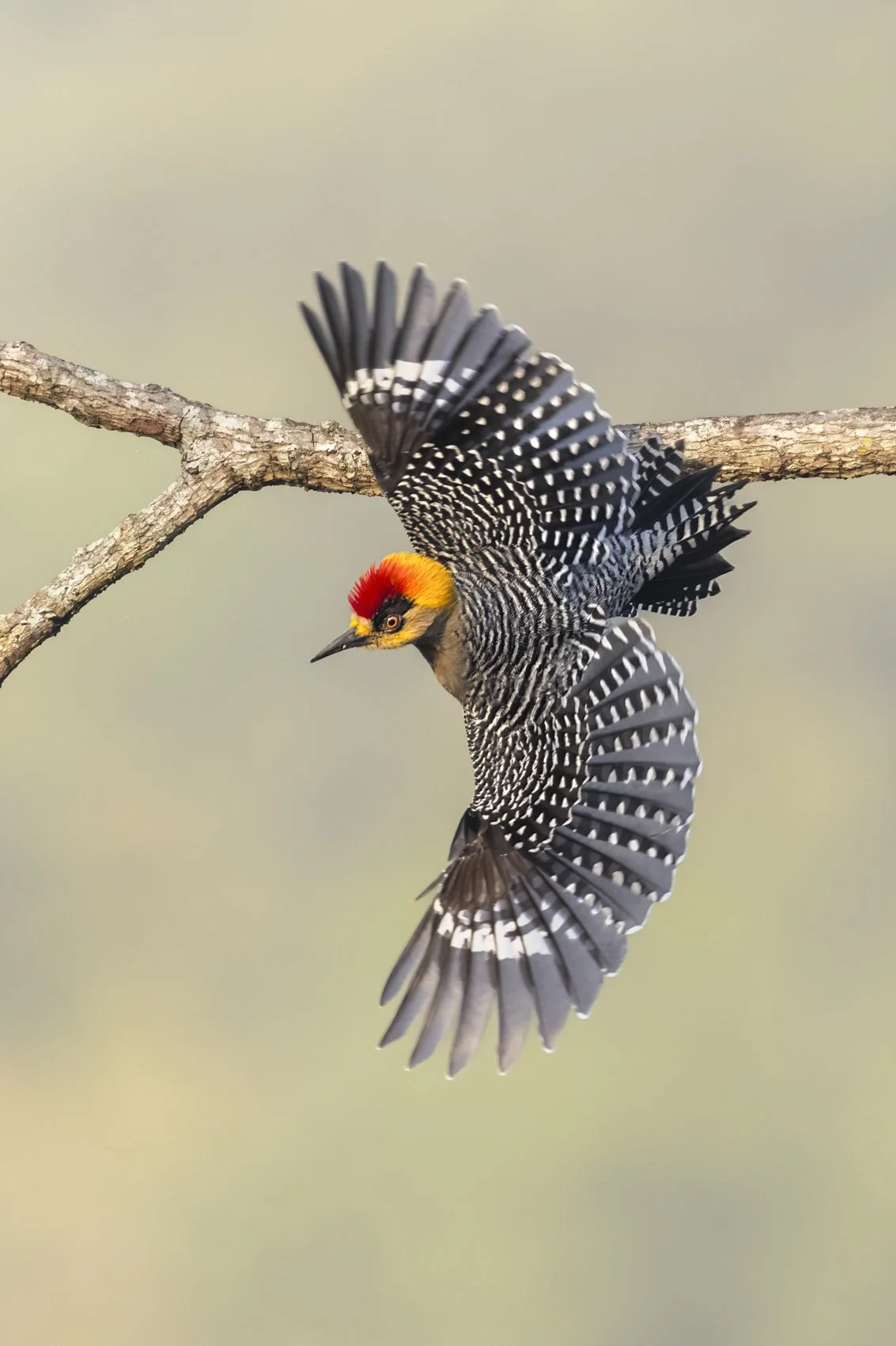 Golden-cheeked Woodpecker.jpg