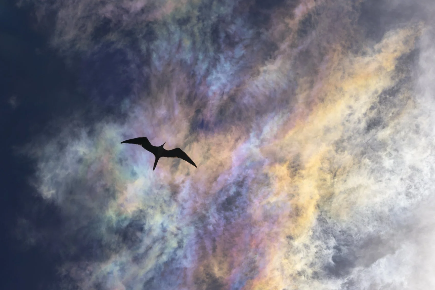 Frigatebird and iridescent clouds_photo contest edit_crop1.jpg