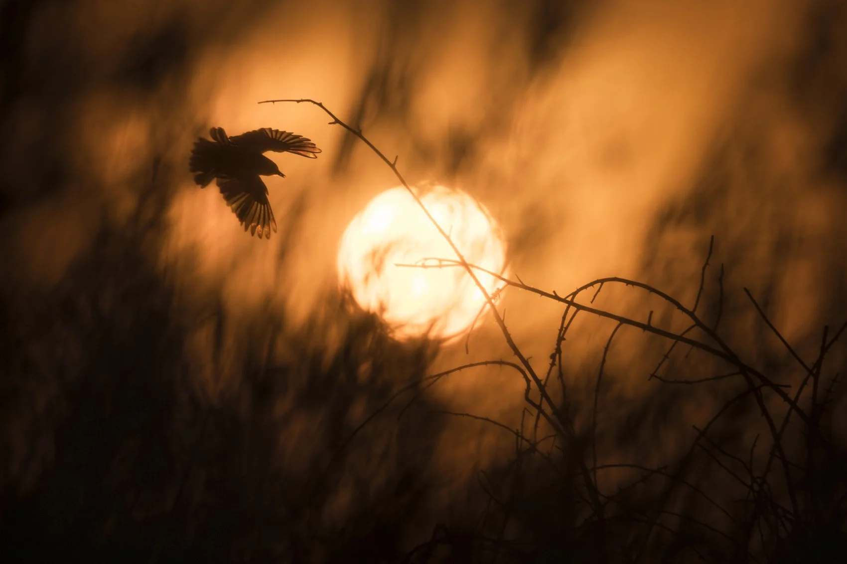 _S1A9054_Vermillion Flycatcher_wider crop final.jpg
