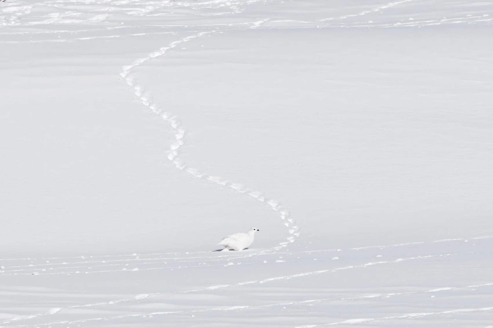 Willow Ptarmigan in snow-2 copy.jpg