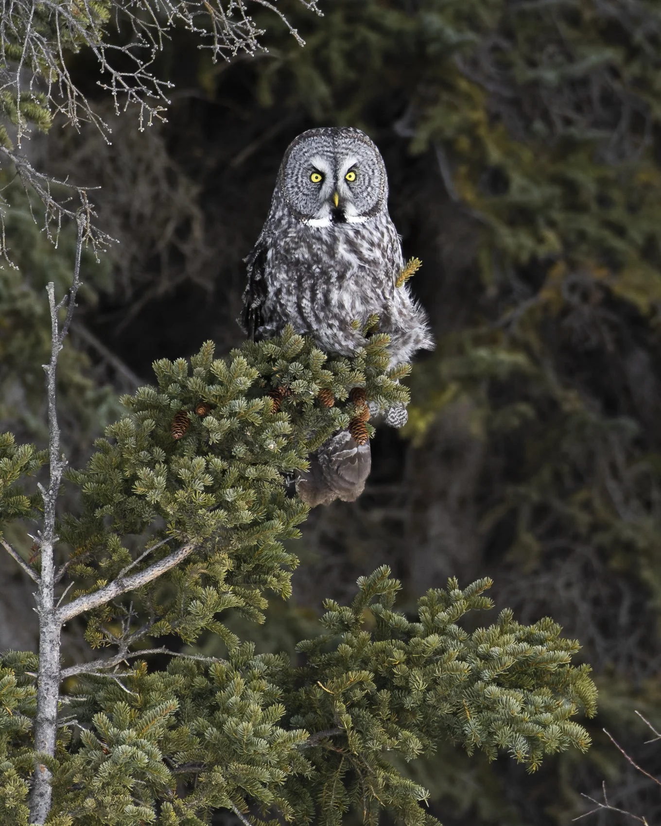 Great Grey Owl (2)_Liron Gertsman.jpg