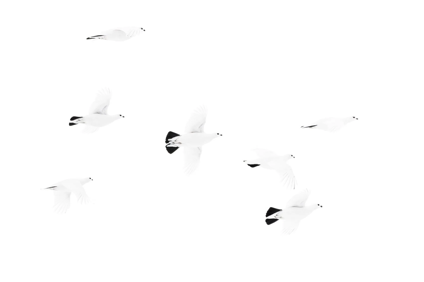 Willow Ptarmigan_FINAL.jpg