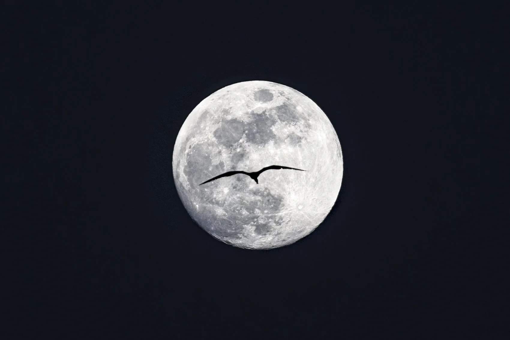 Frigatebird and the moon.jpg