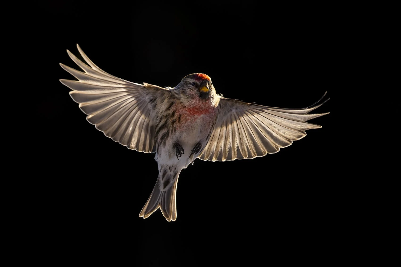Common Redpoll (2)_Liron Gertsman.jpg