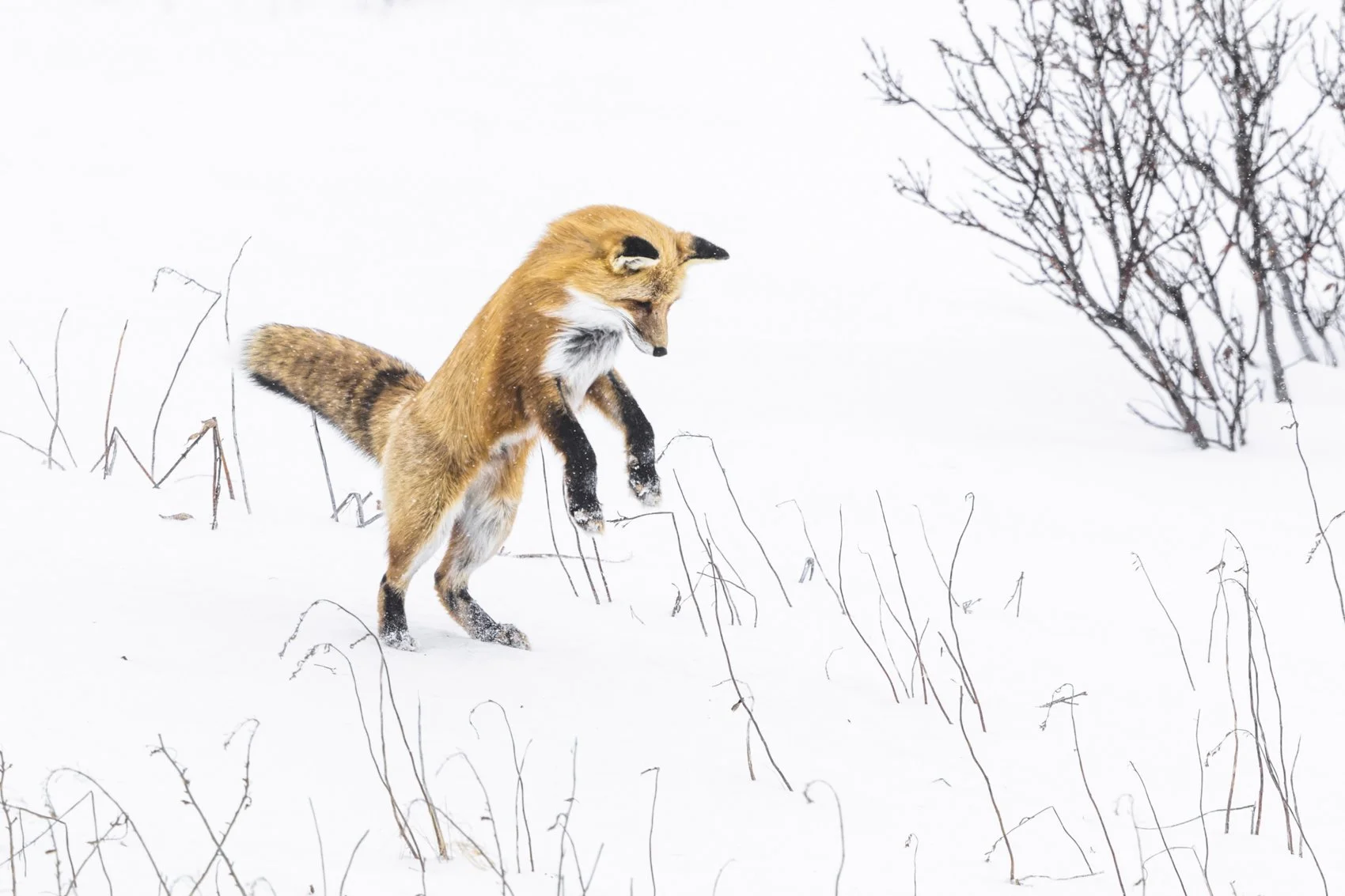 red fox (2).jpg
