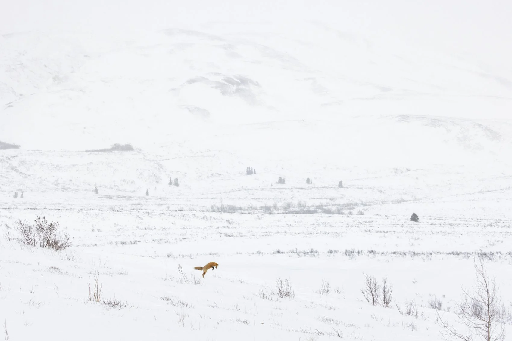 red fox (1).jpg