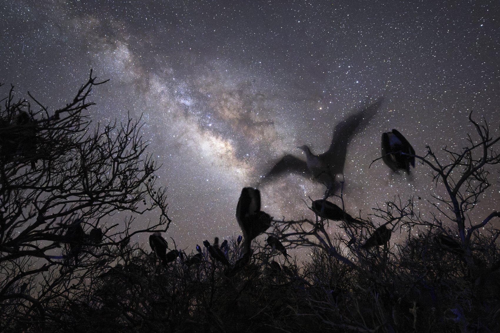 Frigatebirds under the milky way uncropped photo contest edit.jpg
