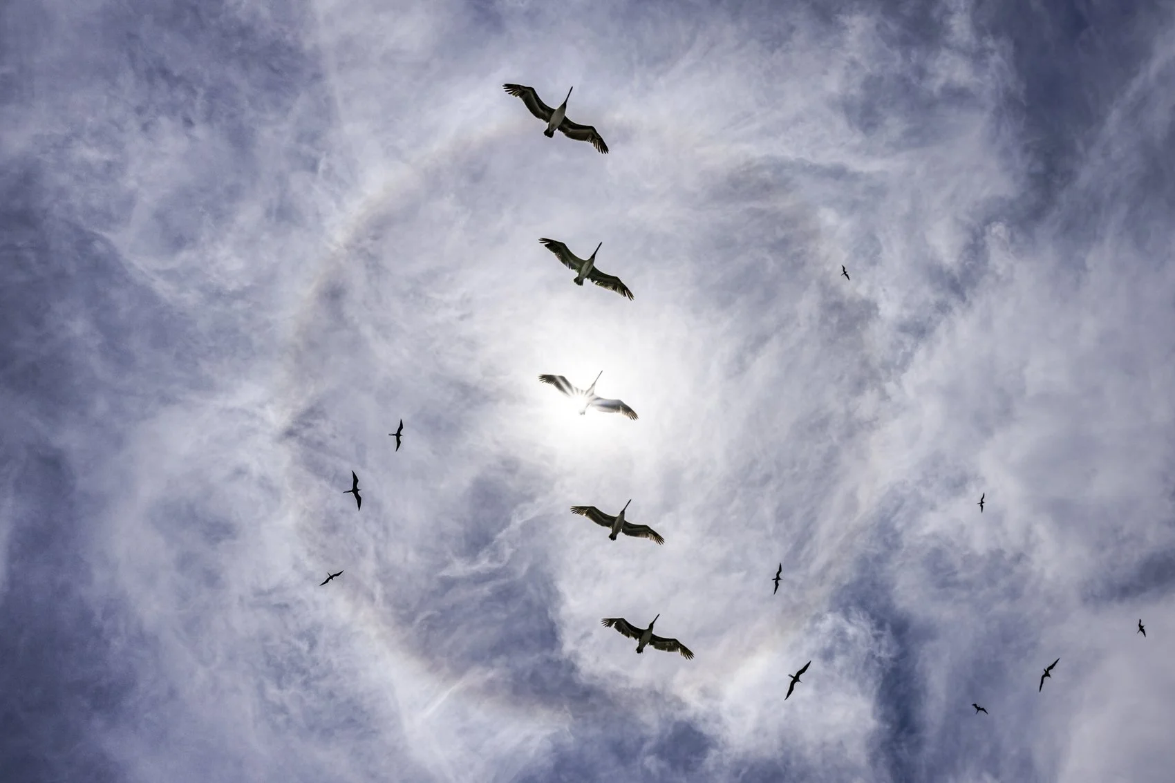 Pelicans and the sun halo uncropped FINAL cropped.jpg