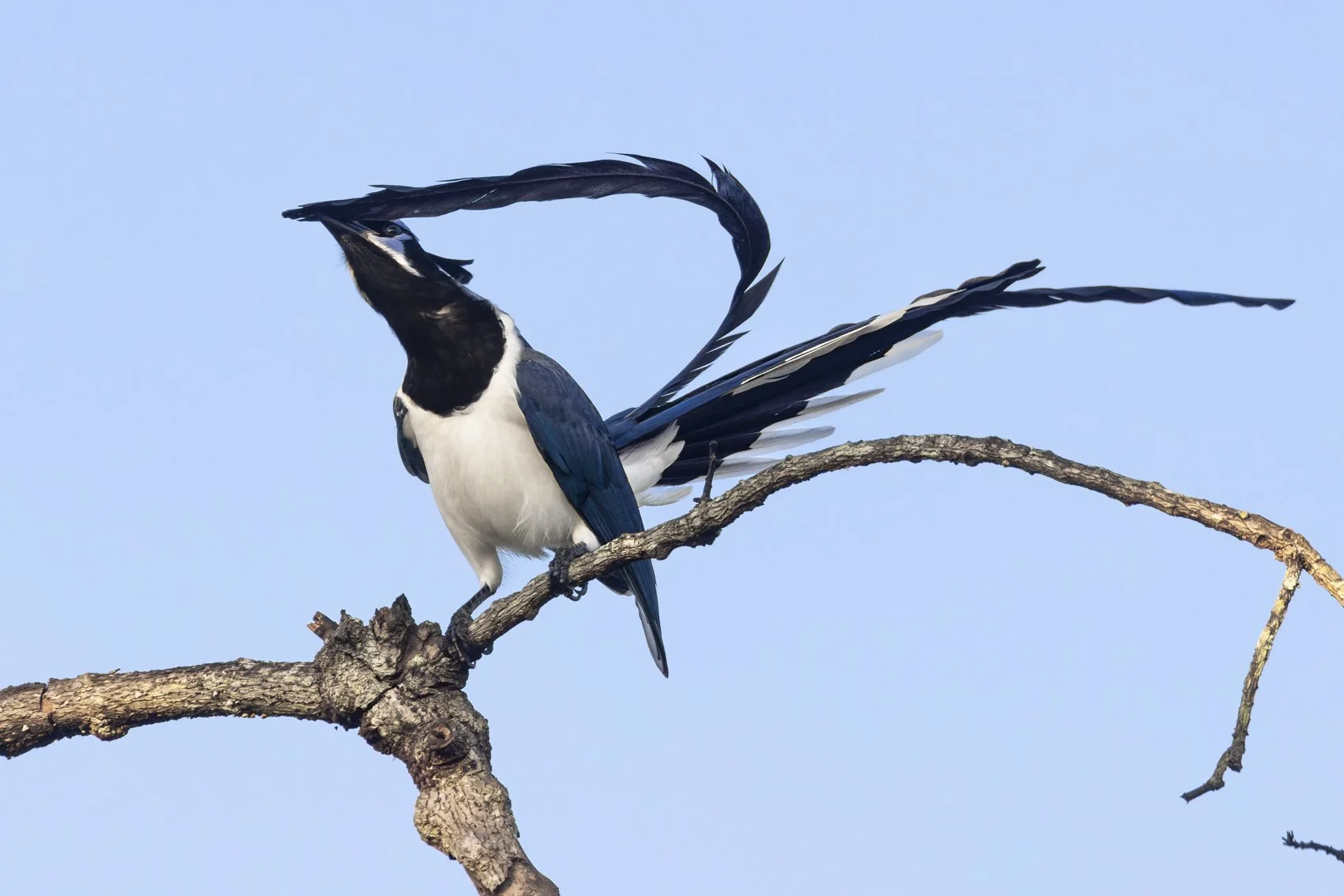 Black-throated Magpie-Jay.jpg