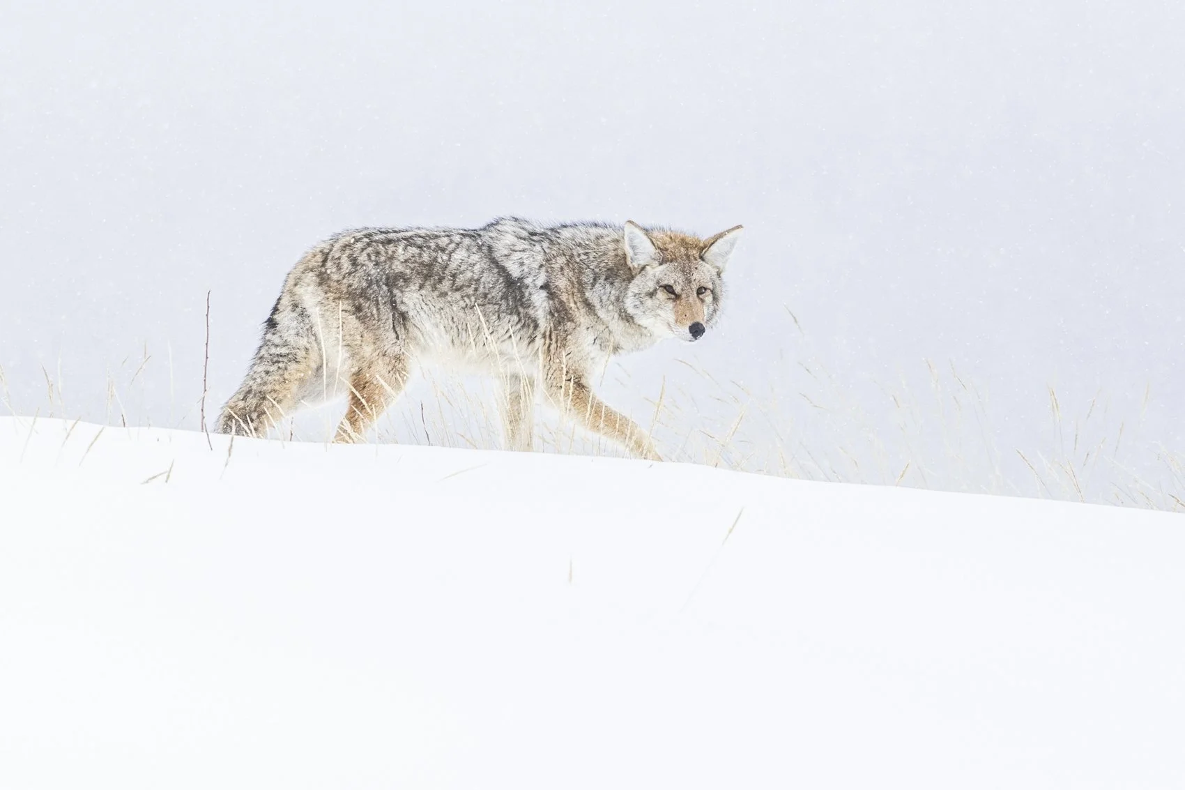 coyote (2).jpg
