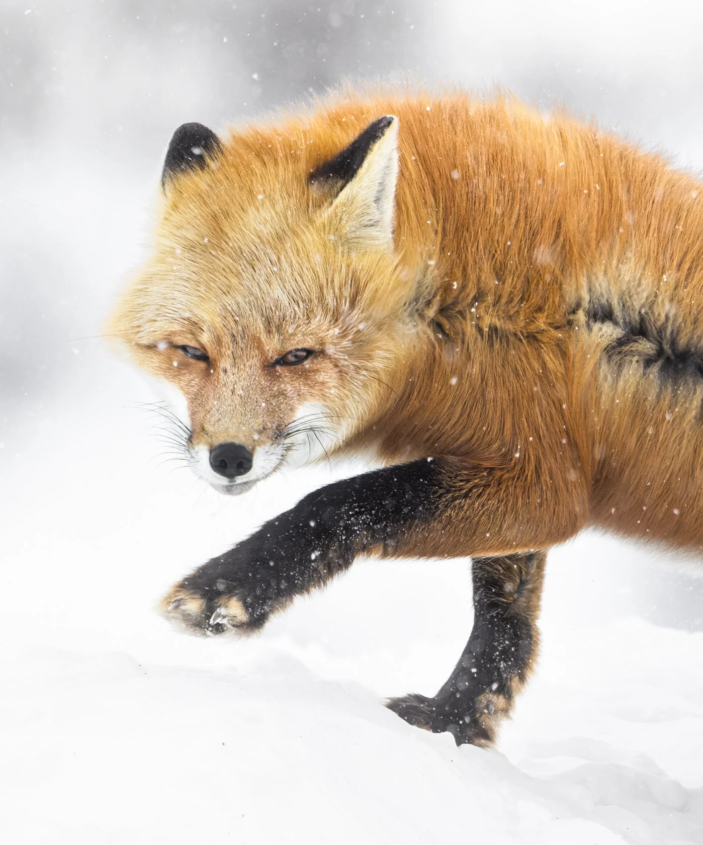 Red Fox uncropped.jpg