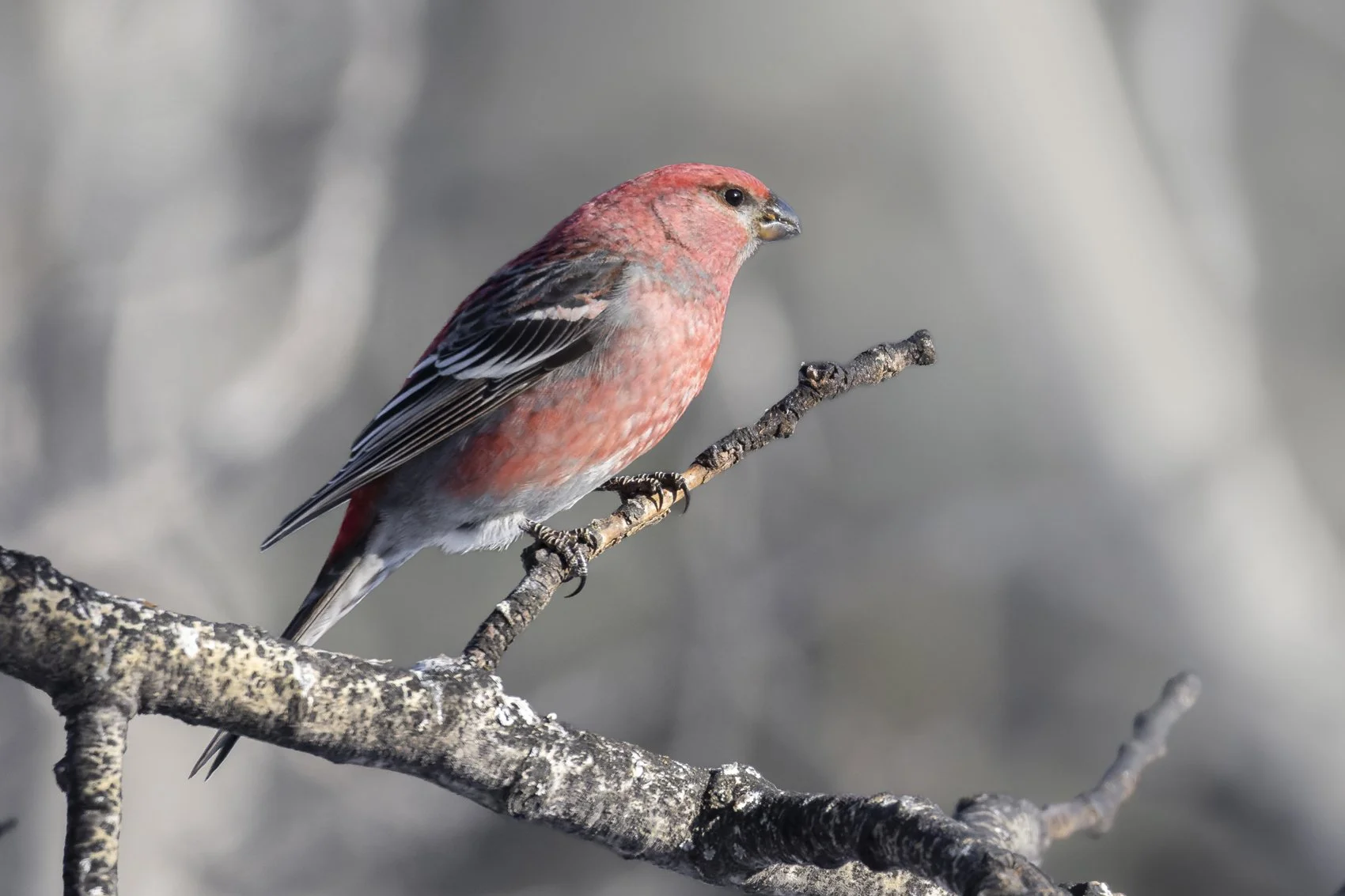Pine Grosbeak_Liron Gertsman.jpg