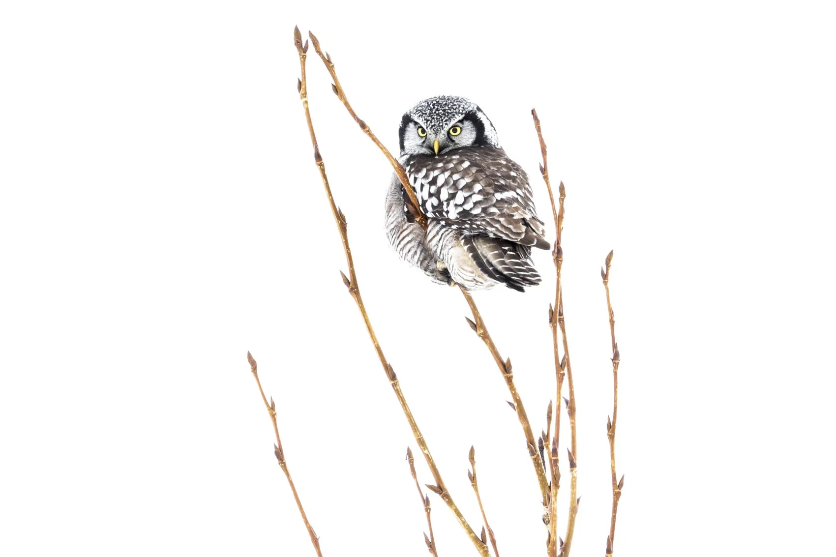 Northern Hawk Owl 01.jpg