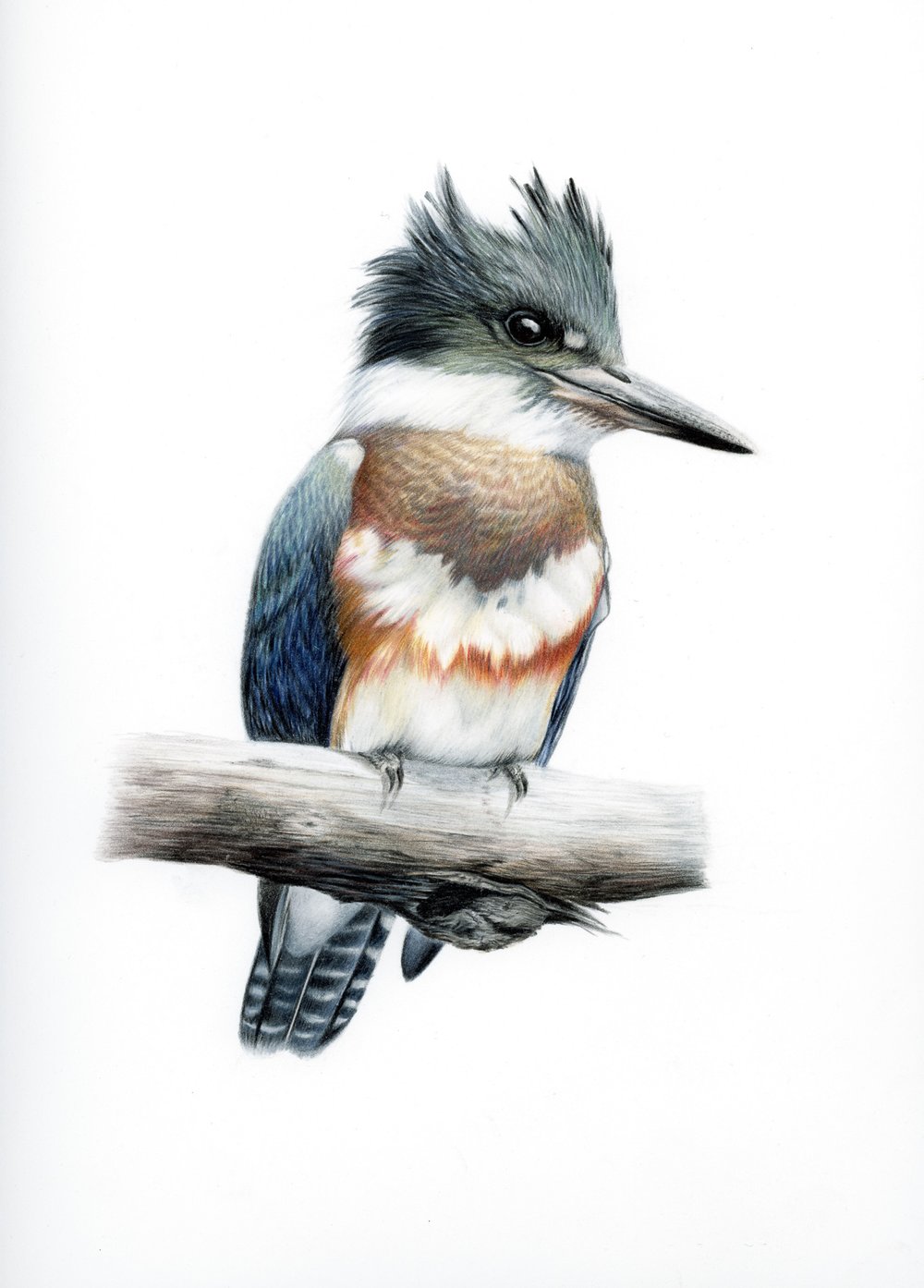 Belted Kingfisher — CLM