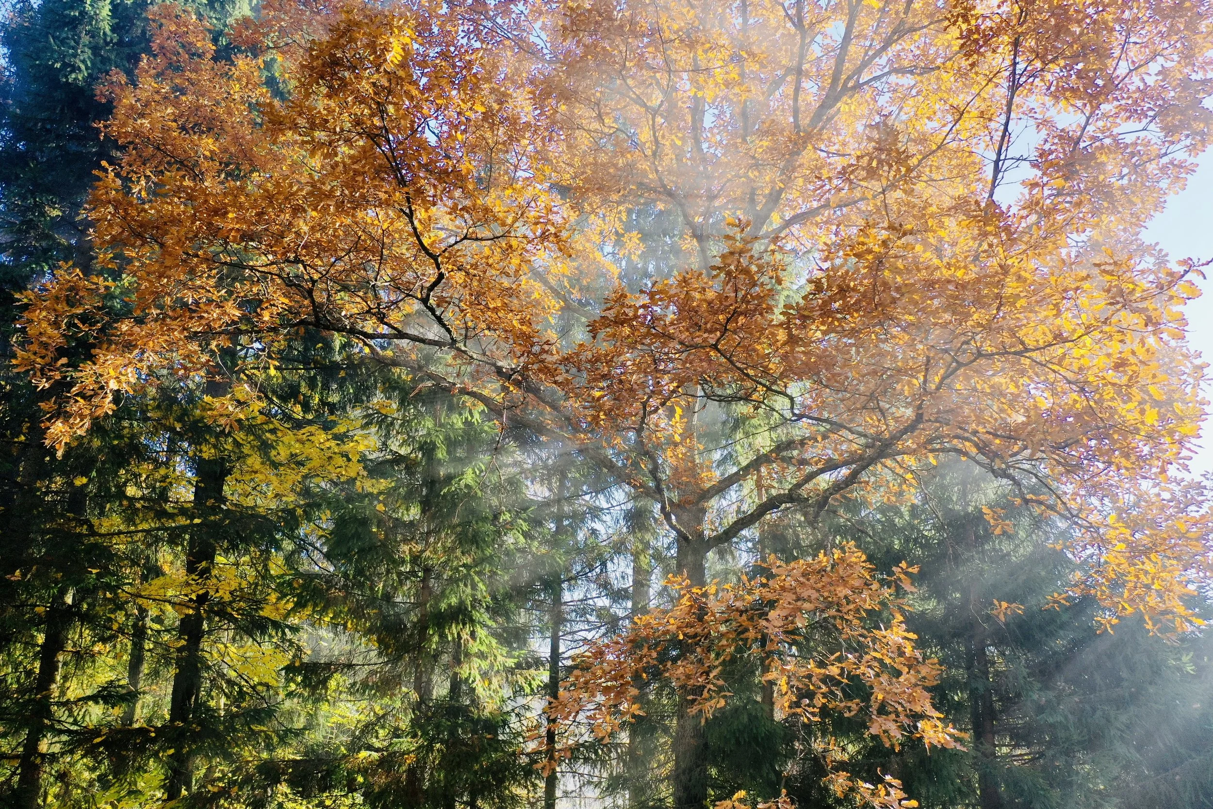 Forest in Abramtsevo