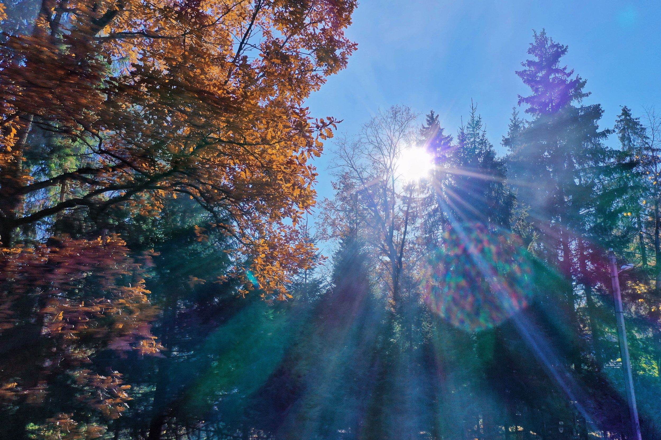 Sun Shining through the Autumn Leaves