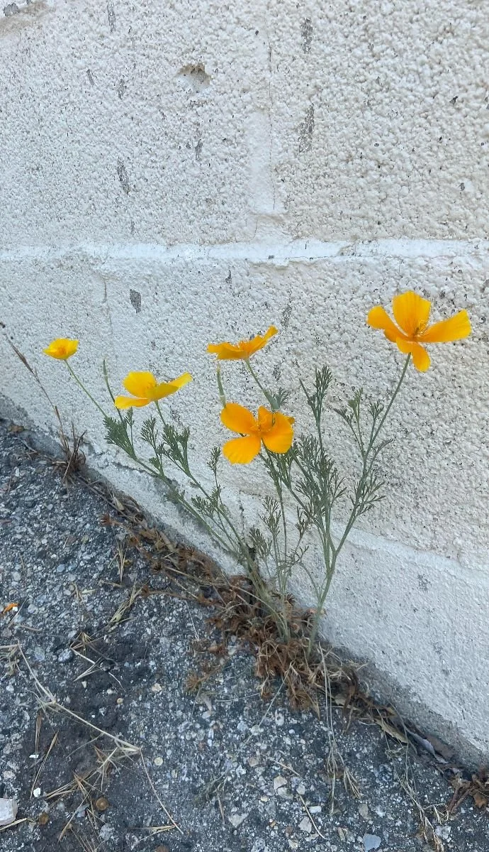 Heartaches and Hopes