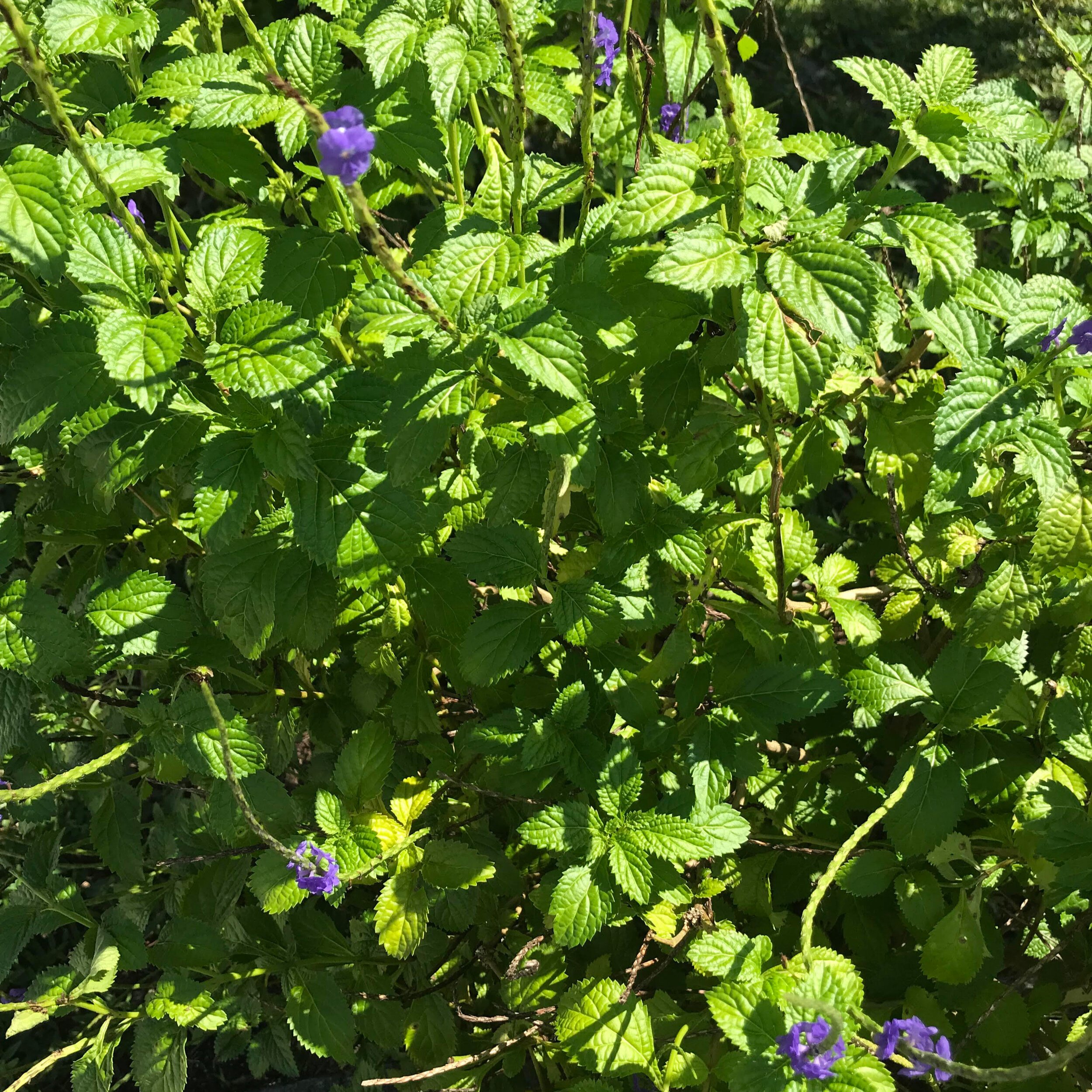 Green leaves with purple flowers