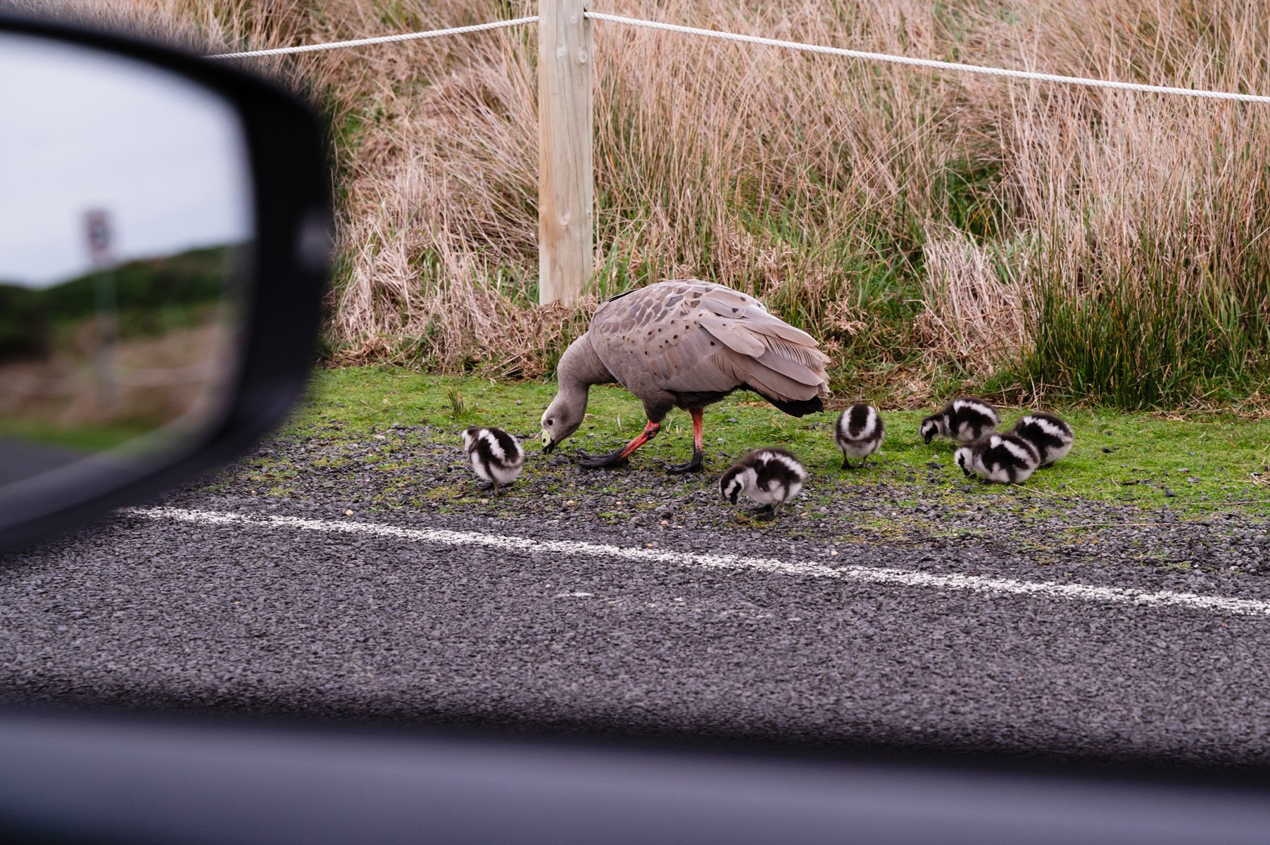 Cape Barren Geese family with young ones.jpg