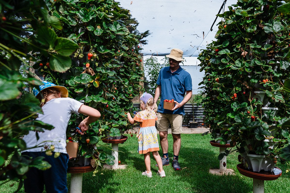 A family picking strawberries.jpg