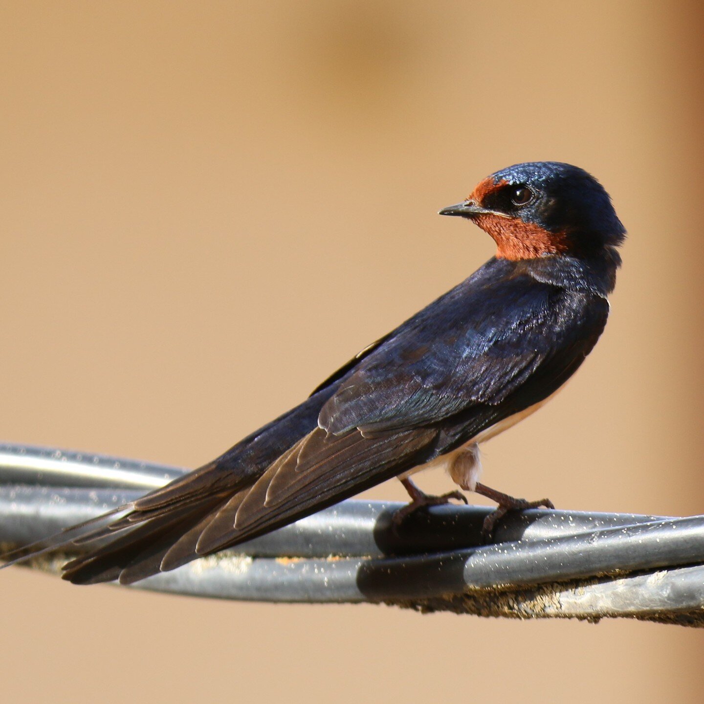 Golondrina com&uacute;n (Hirundo rustica)
#milmarcos
#NATURAMIL
#milmarcosinspira
#milmarcosfotografia
#milmarcosnaturaleza
#milmarcosfauna
#milmarcosflora 
#hidemuson 
#fototrampeo 
#aves 
#aves
#golondrina