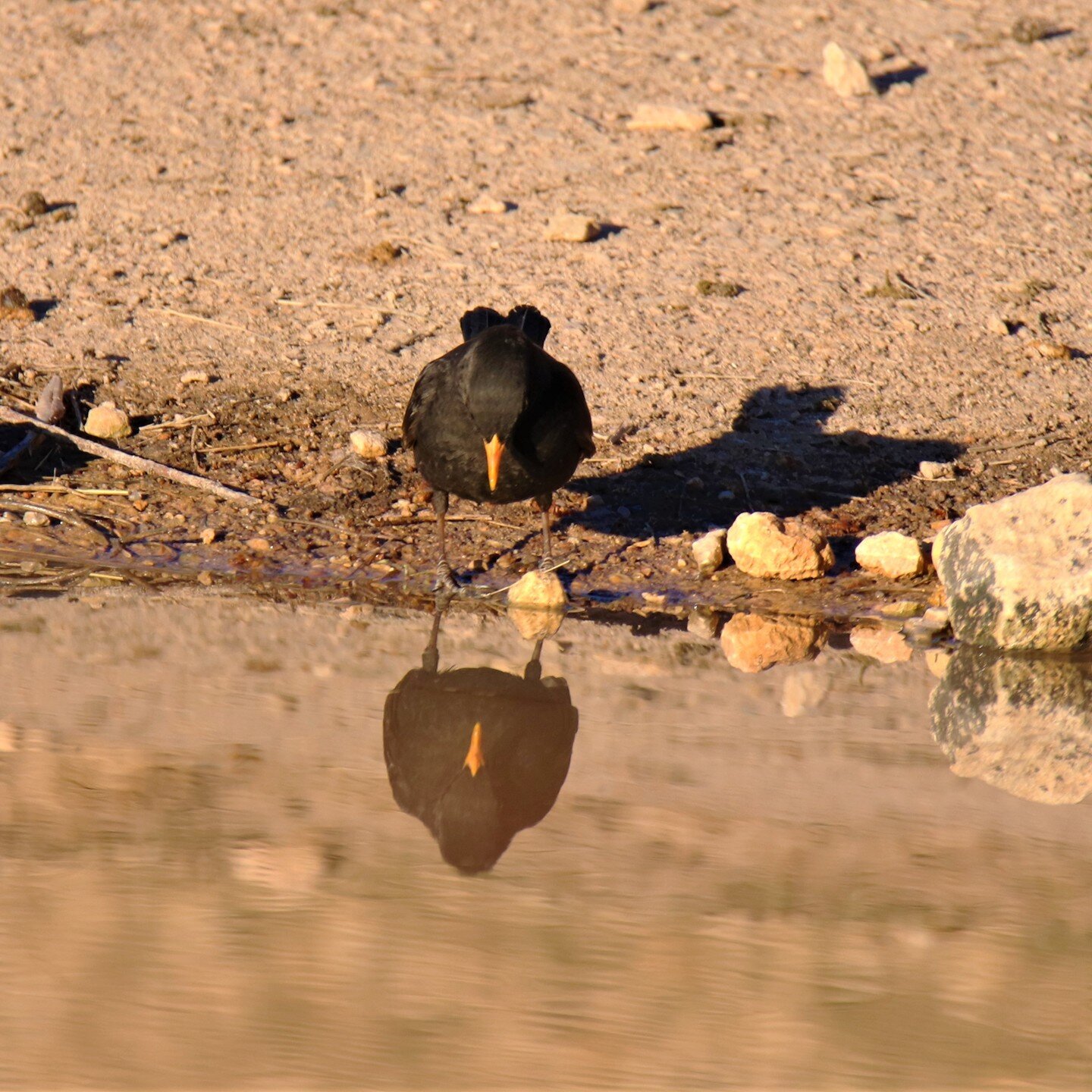 Aves Milmarque&ntilde;as.
#NATURAMIL
#hidemuson
#proyecto_naturamil
#Milmarcos
#milmarcosinspira
#milmarcosfotografia
#milmarcosnaturaleza
#milmarcosfauna
#milmarcosflora
#fototrampeo
#aves
#avesdeespa&ntilde;a