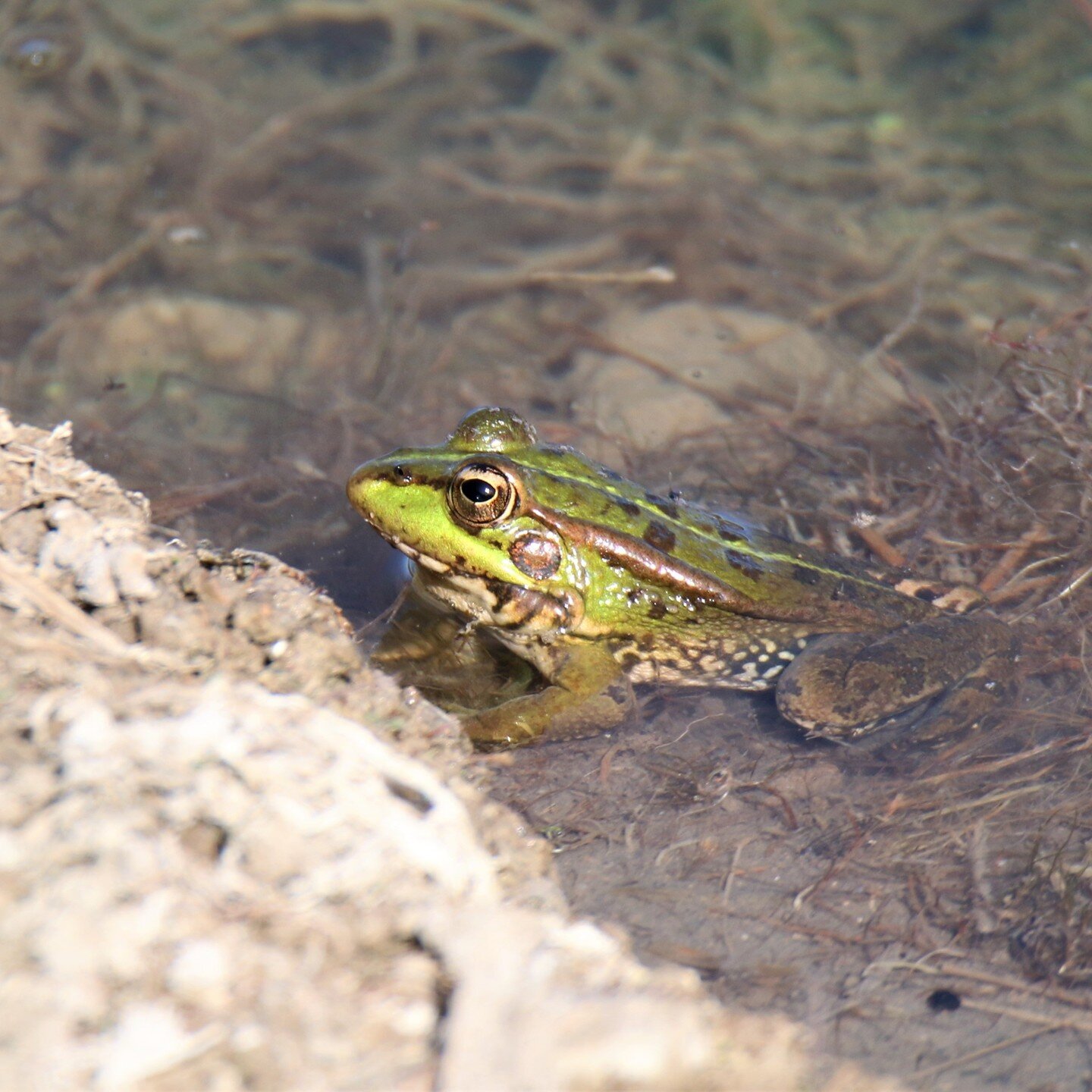 Las primeras de la temporada.
#NATURAMIL
#proyecto_naturamil
#Milmarcos
#milmarcosinspira
#milmarcosfotografia
#milmarcosnaturaleza
#milmarcosfauna
#milmarcosflora
#hidemuson
#amfibios
#reptiles
#rana
#culebra
#fototrampeo