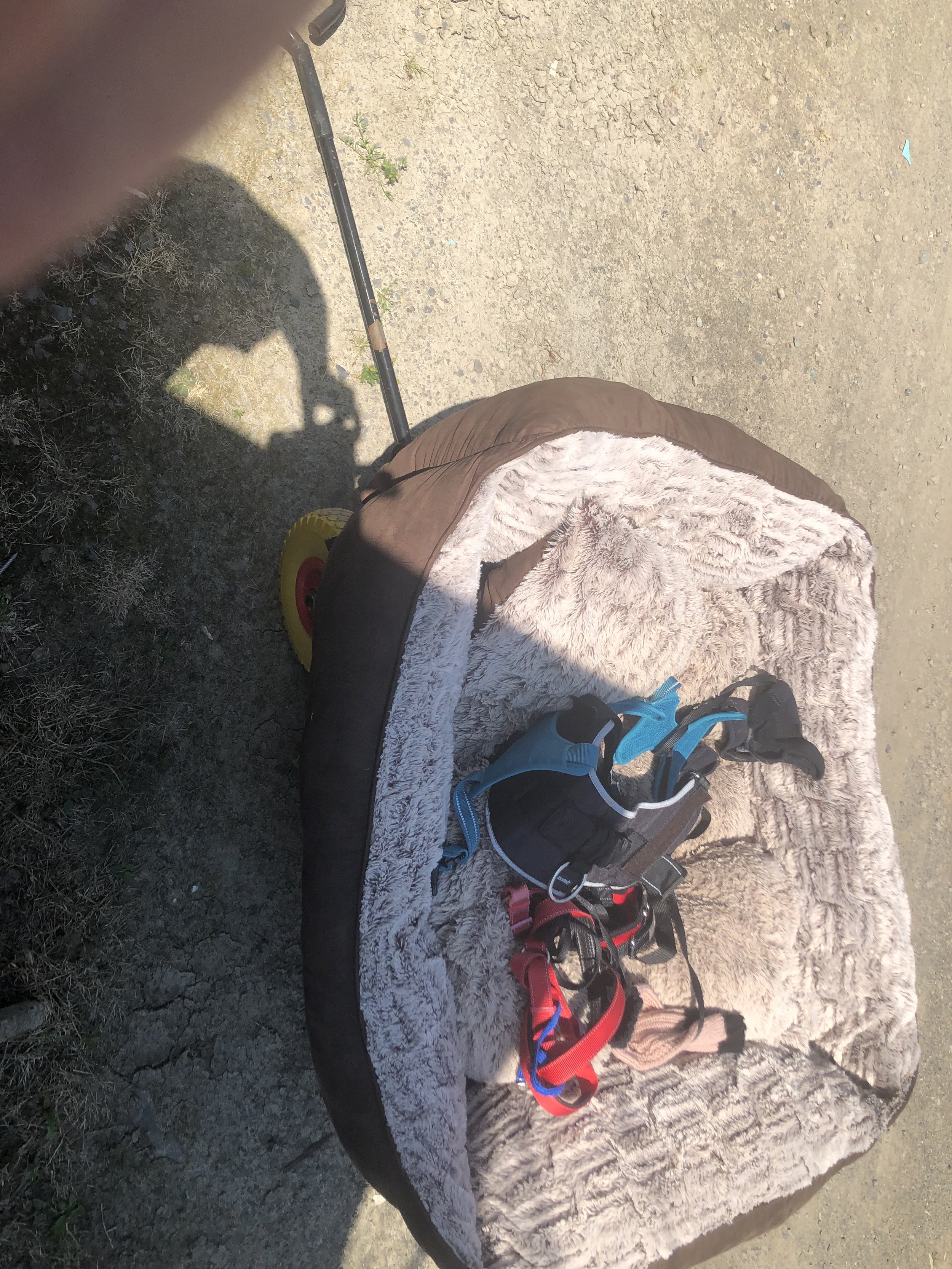 All the Team would like to thank Charlie Puttock from Hafren vets in Llanidloes for this wonderful donation a massive Dog Bed and leads ext