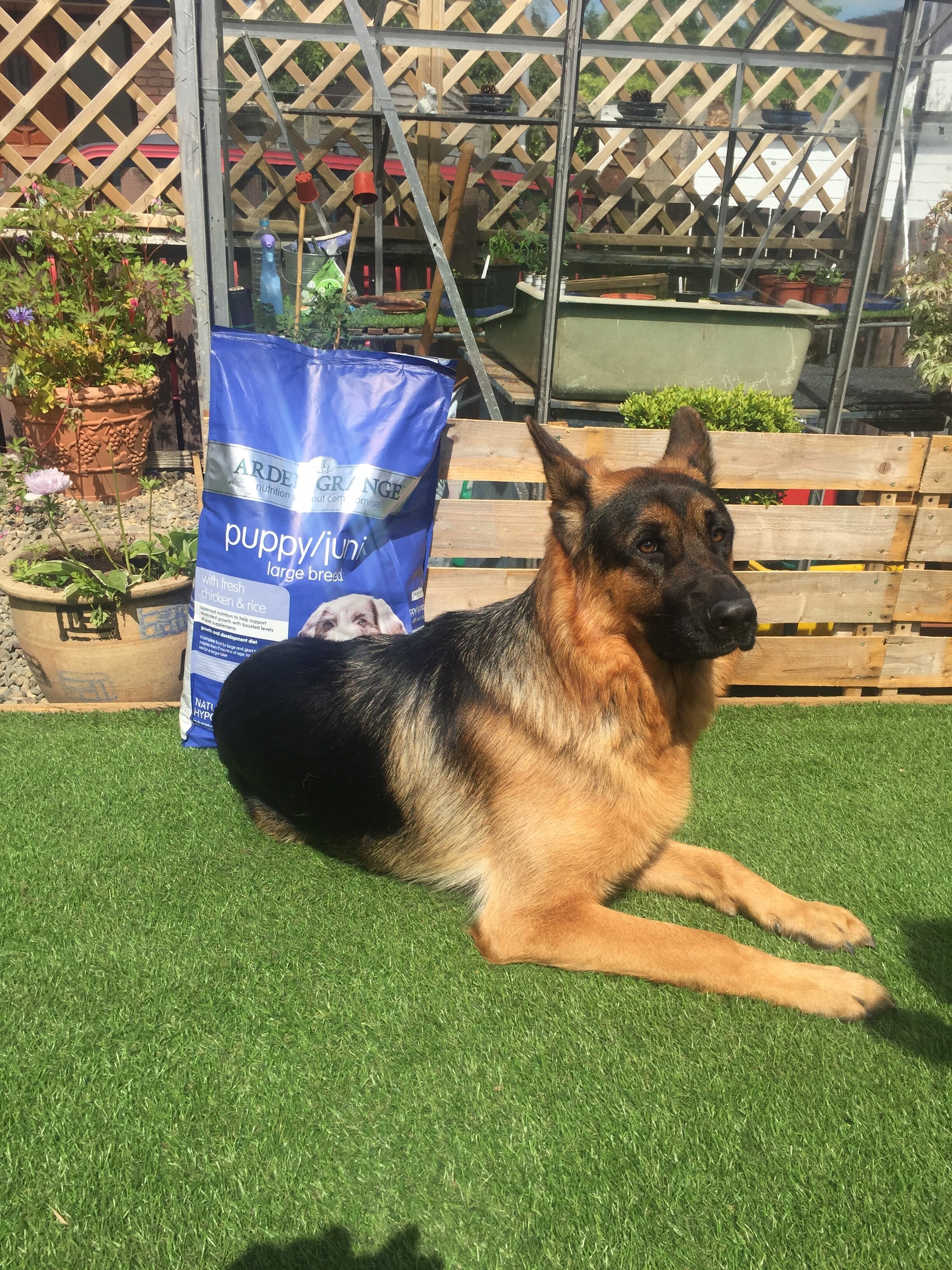 All the Team would like to thank Floyd, For donating a bag of Dog food, for these Pets In Need. John & Sue, (Trustees)