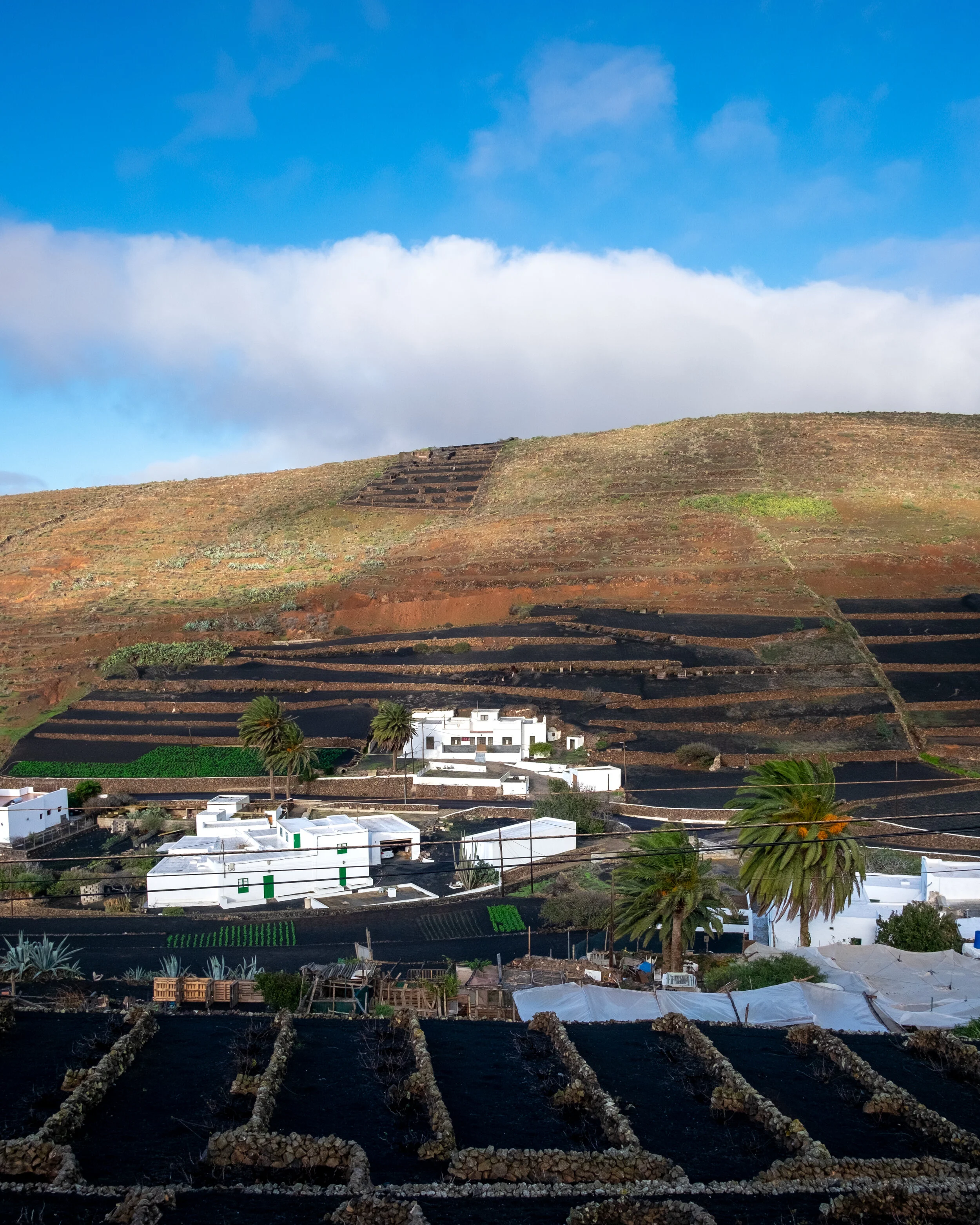 Hektor_Lanzarote_firstlook_farm_5.jpg