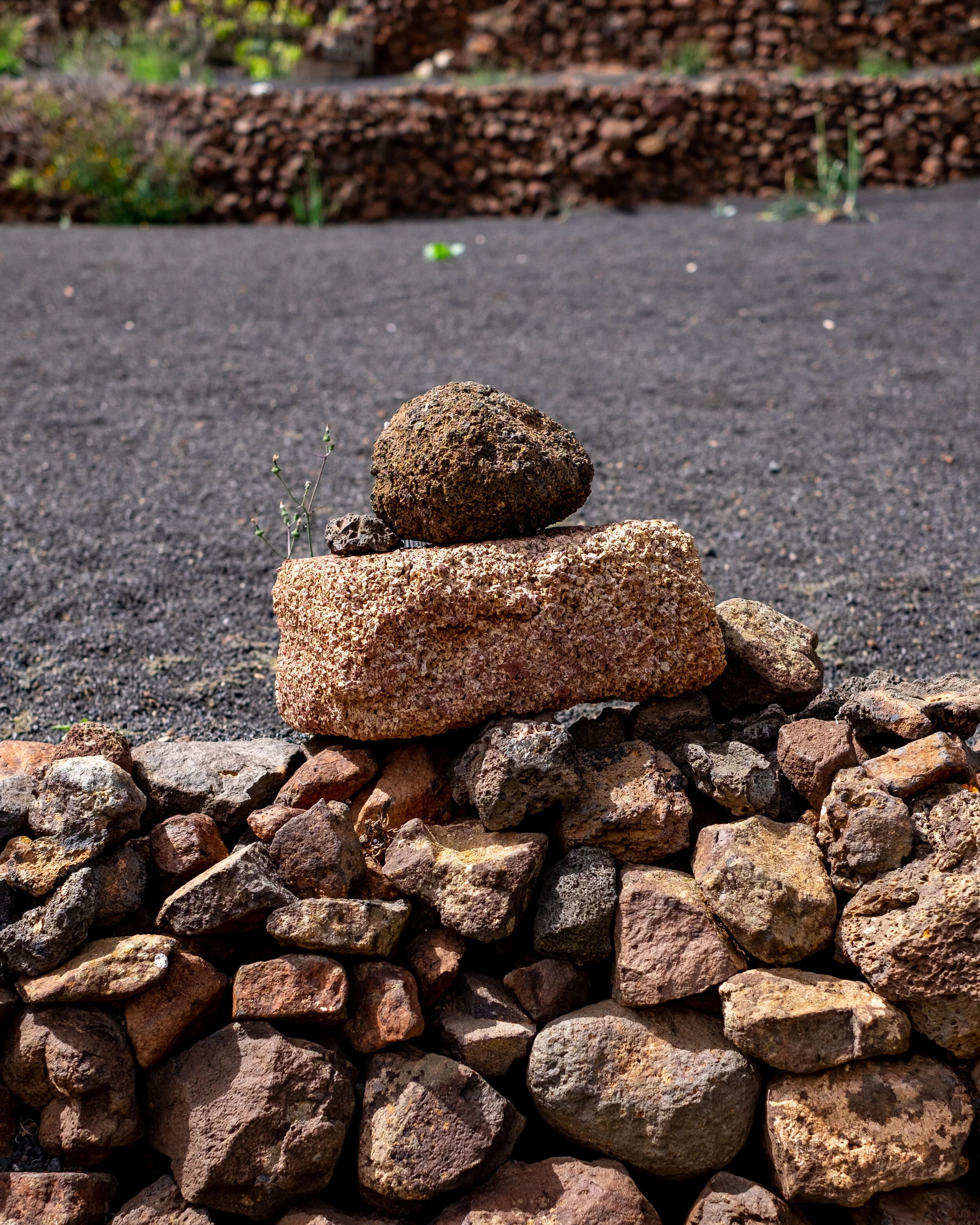 Hektor_Lanzarote_firstlook_farm_8.jpg