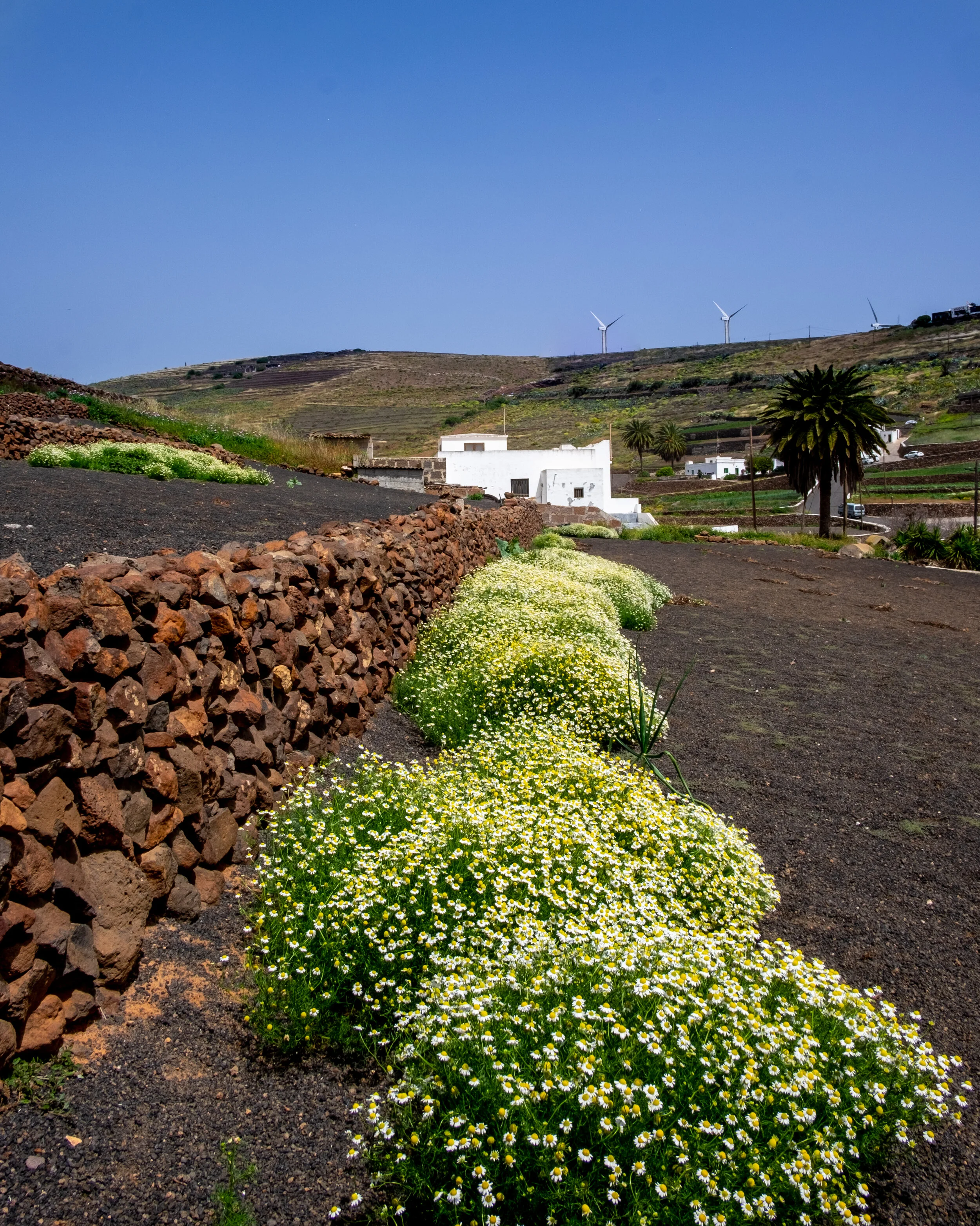 Hektor_Lanzarote_firstlook_farm_6.jpg
