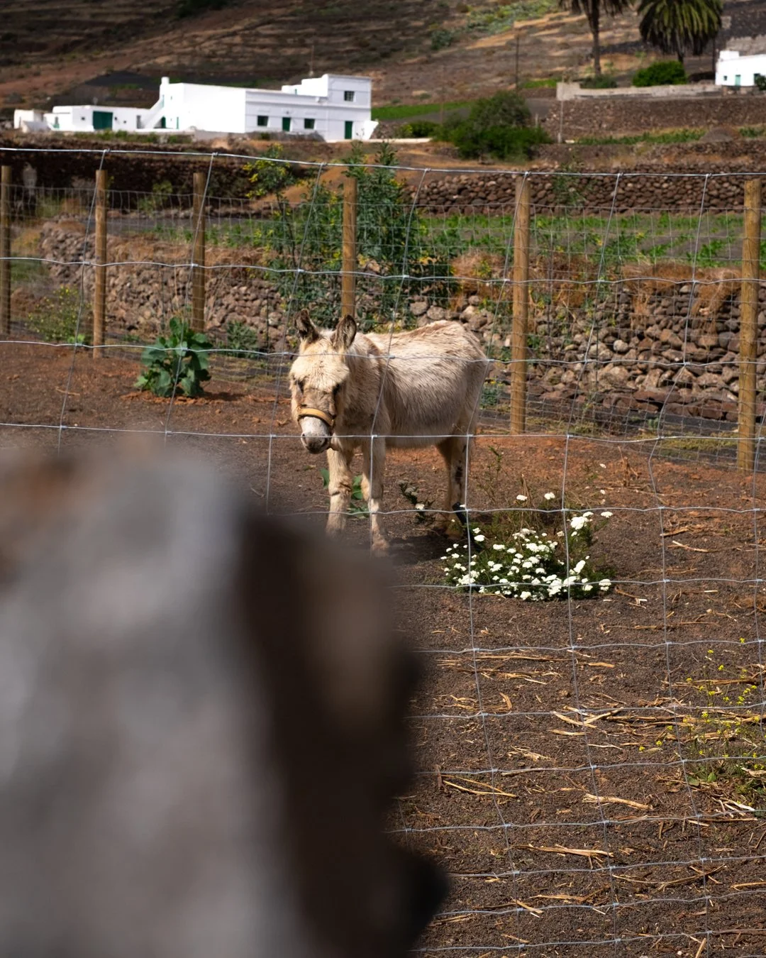 Hektor_ANIMALS-2.jpg