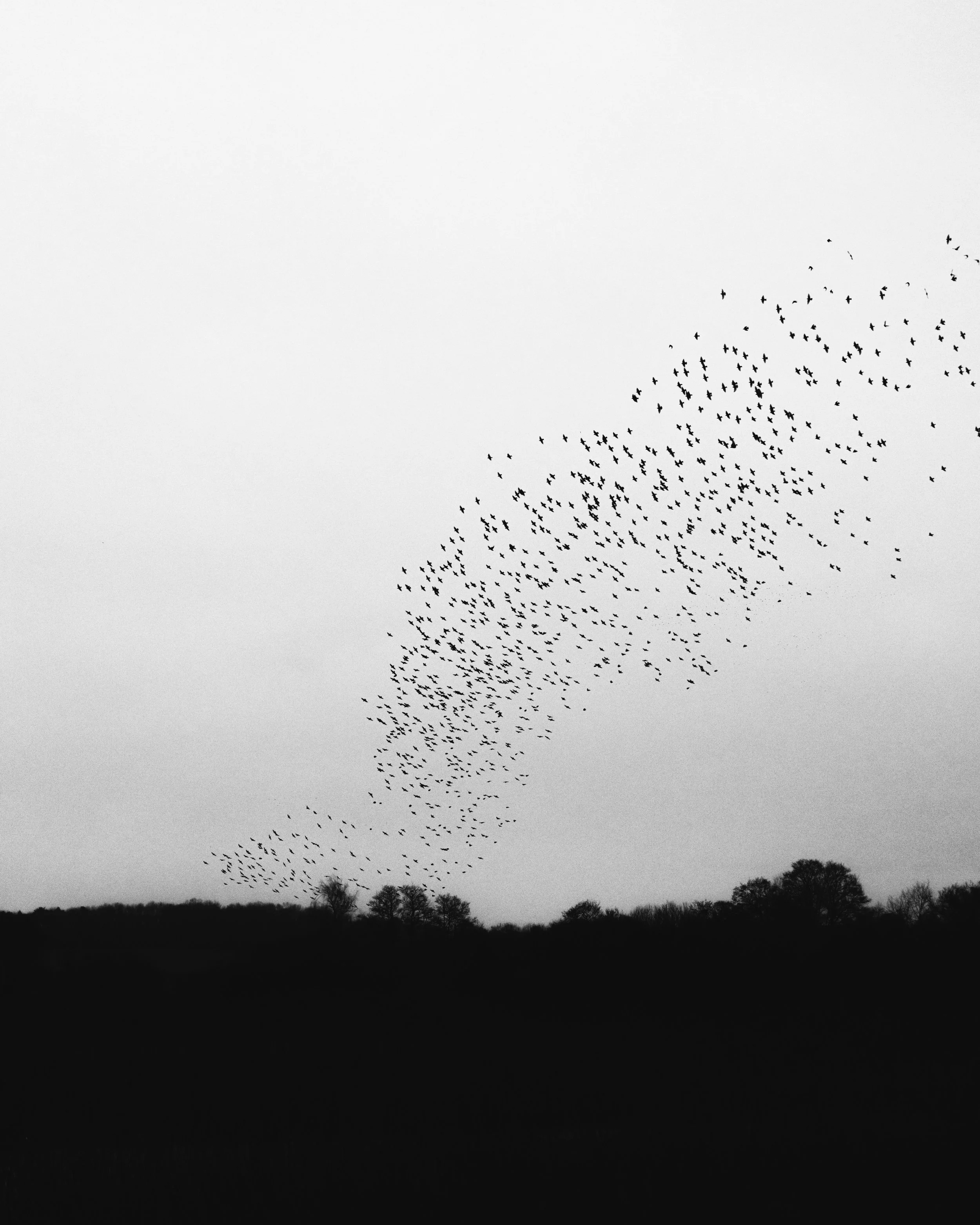 Isabelle - Murmuration