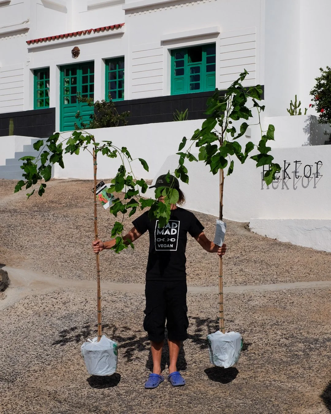 Plant a tree