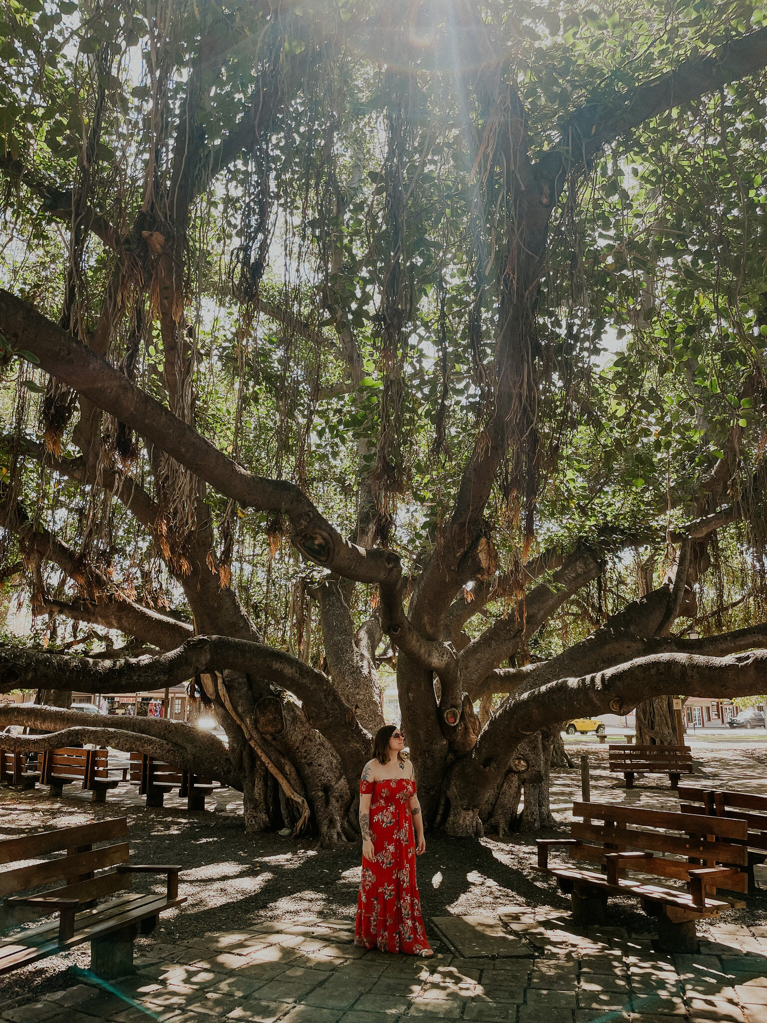 Banyan tree park in Lahaina Town!