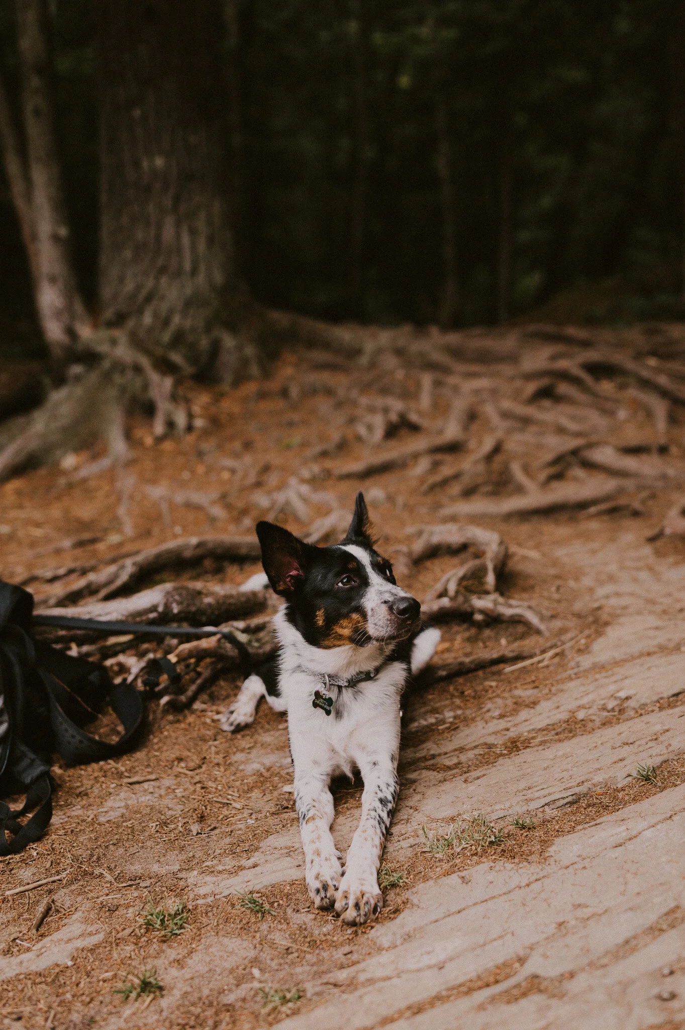 michigan upper peninsula beach elopement