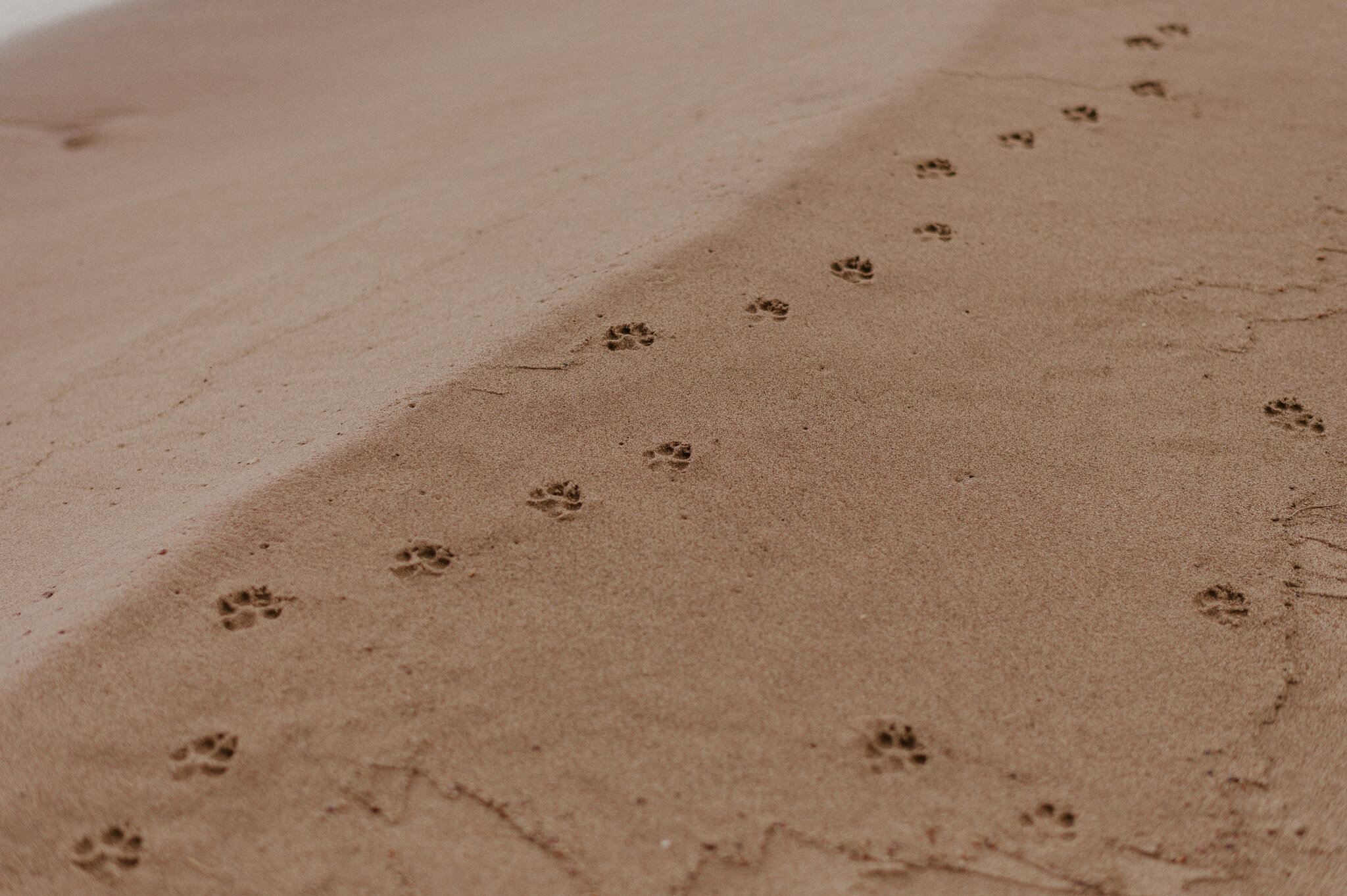 michigan upper peninsula beach elopement